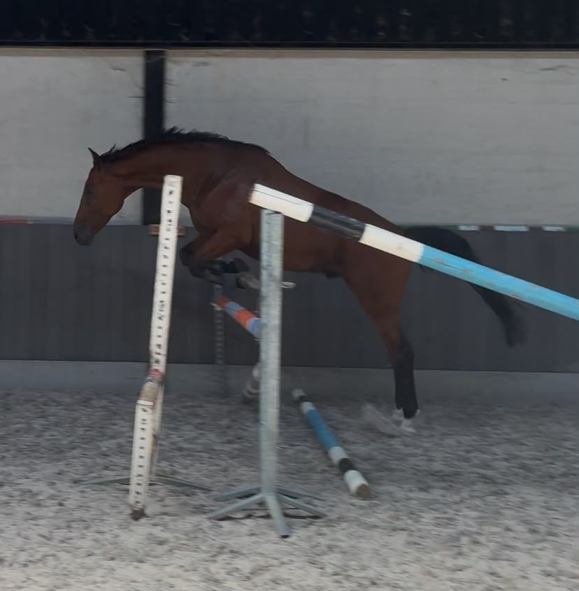 kwpn allrounder ruin 5 años bruin en venta - Foto 6