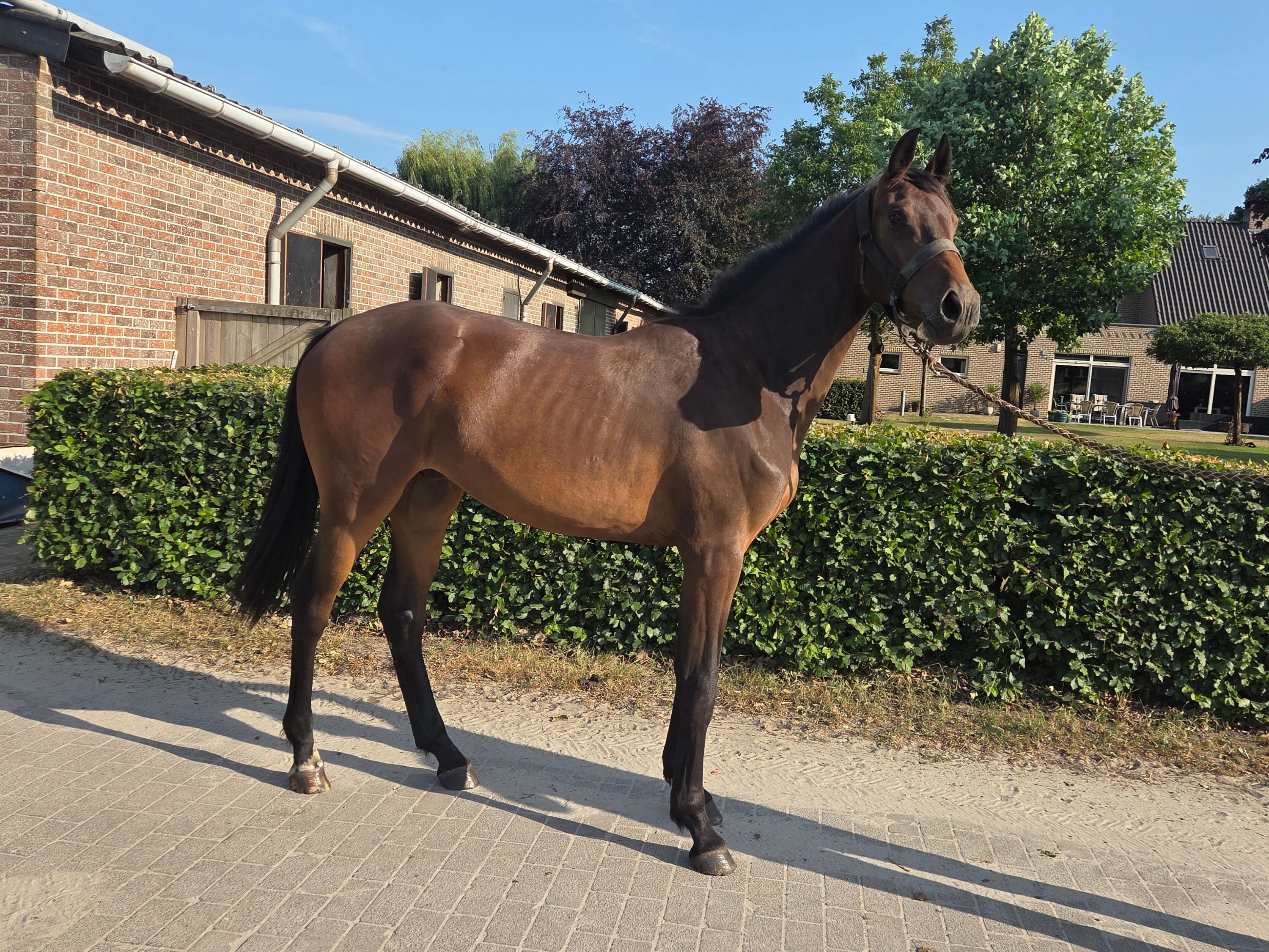 2-jähriger Wallach Tellini (Pegase) x California x Fantomas de Muze, mit Video!