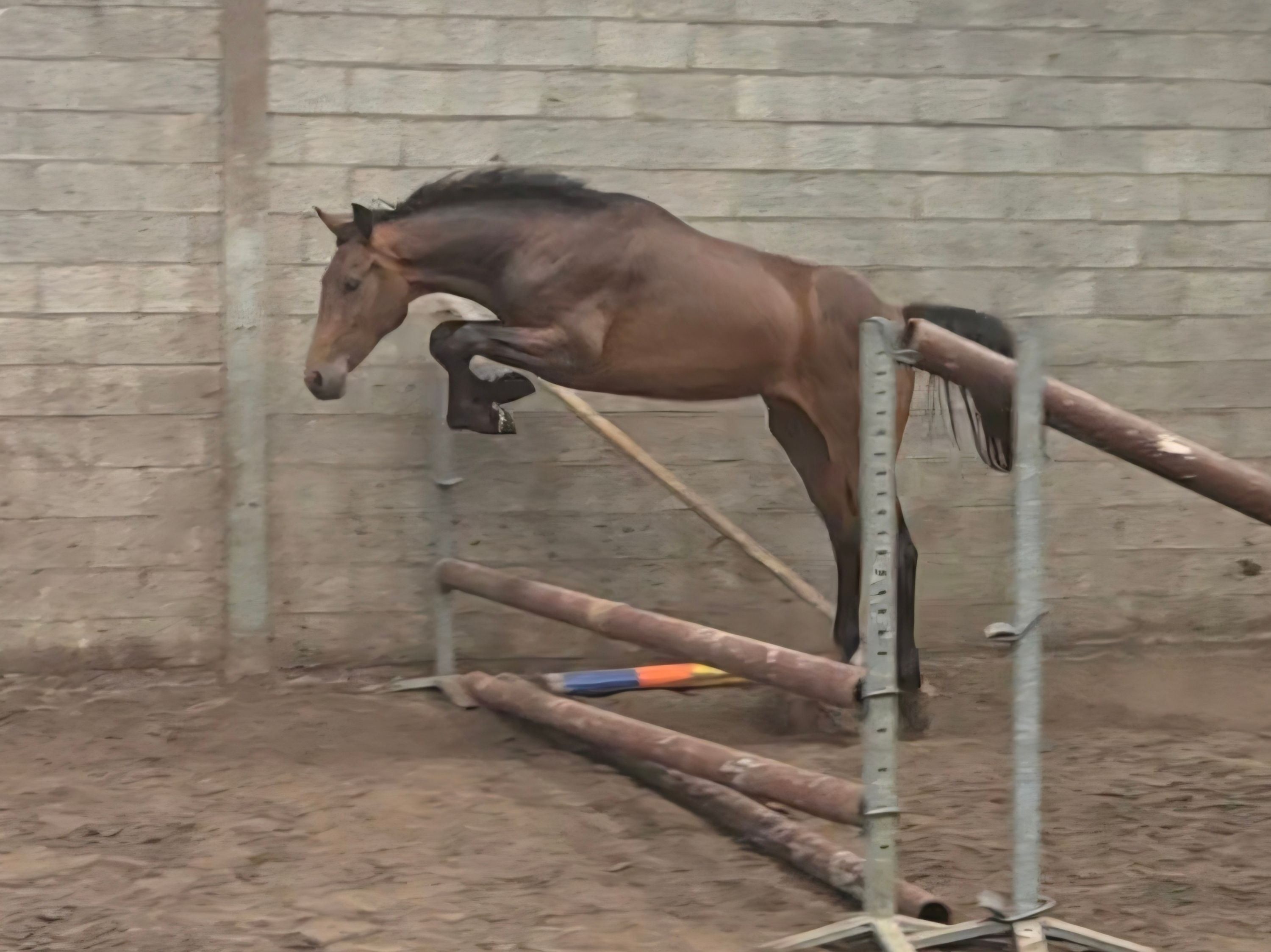 bwp springpaard ruin 2 Jahre alt bruin zu verkaufen - Foto 3