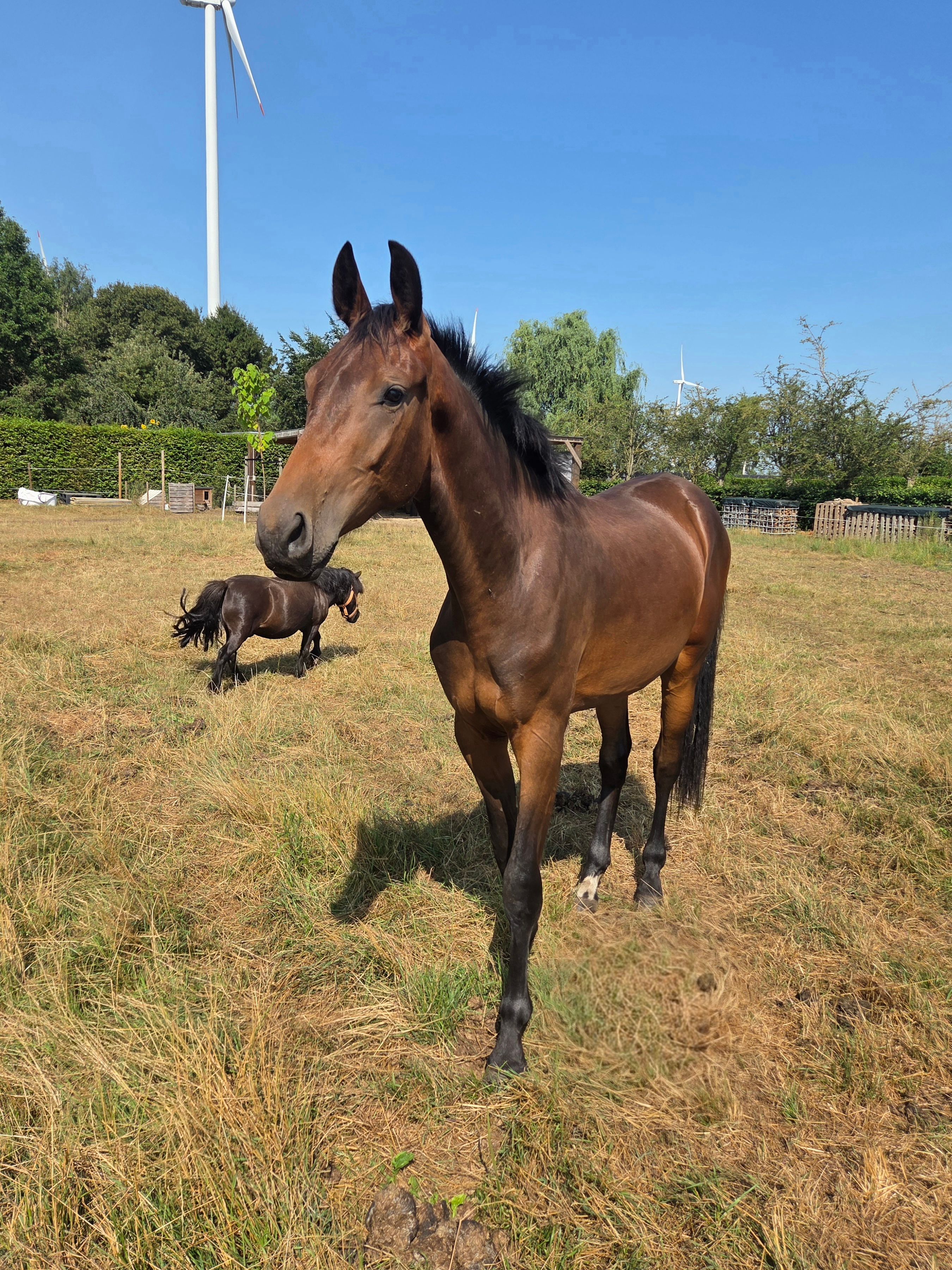 bwp springpaard ruin 2 Jahre alt bruin zu verkaufen - Foto 2