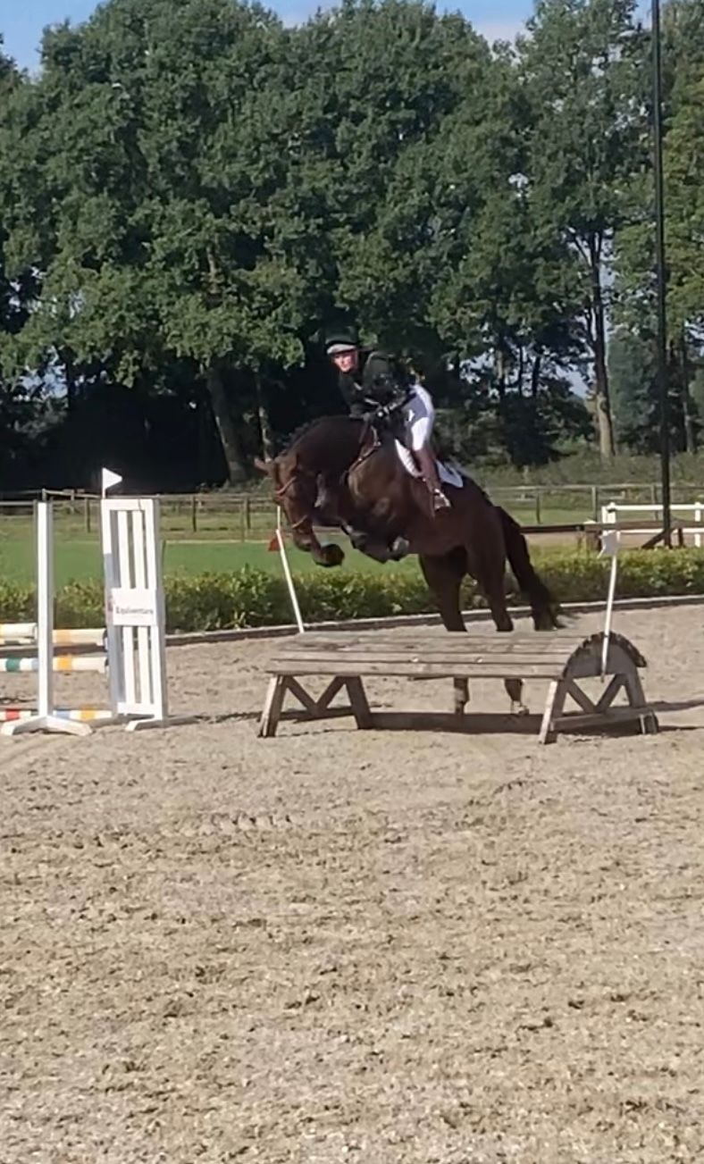zangersheide eventingpaard merrie 4 Jahre alt bruin zu verkaufen - Foto 4