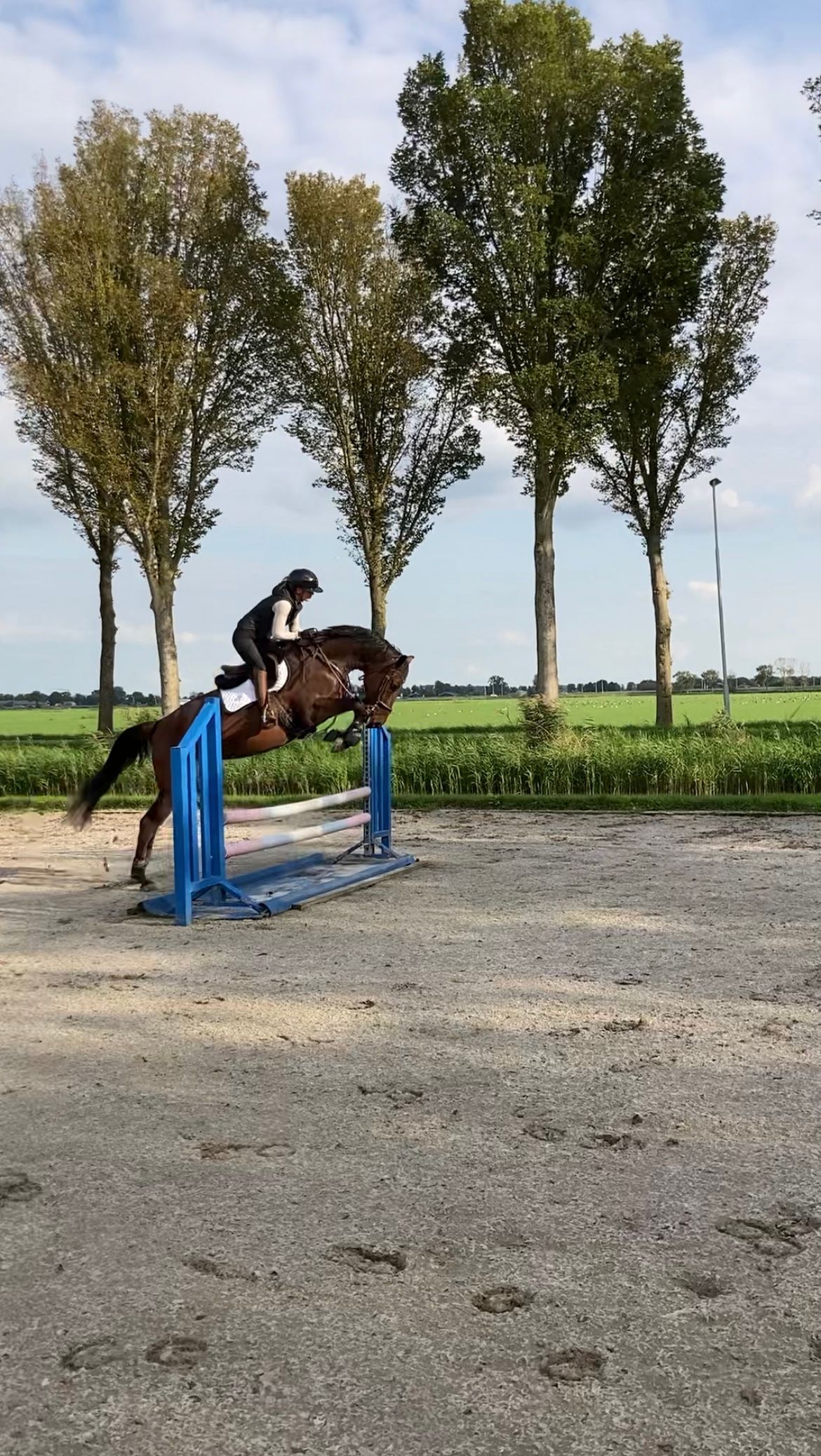 zangersheide eventingpaard merrie 4 Jahre alt bruin zu verkaufen - Foto 2