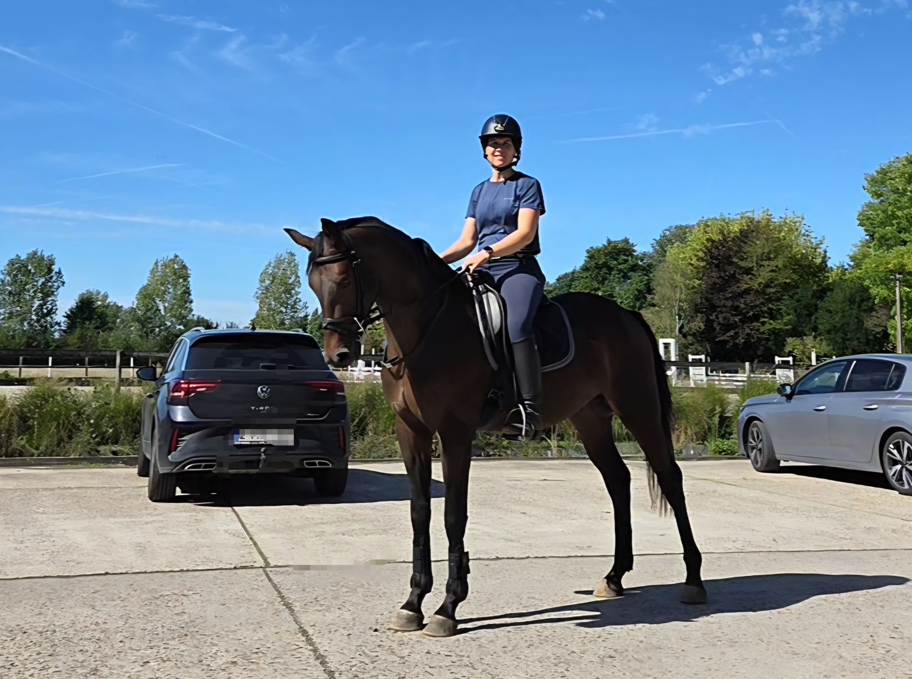 Elegante caballo capón de doma clásica Kjento x Fernando Torres