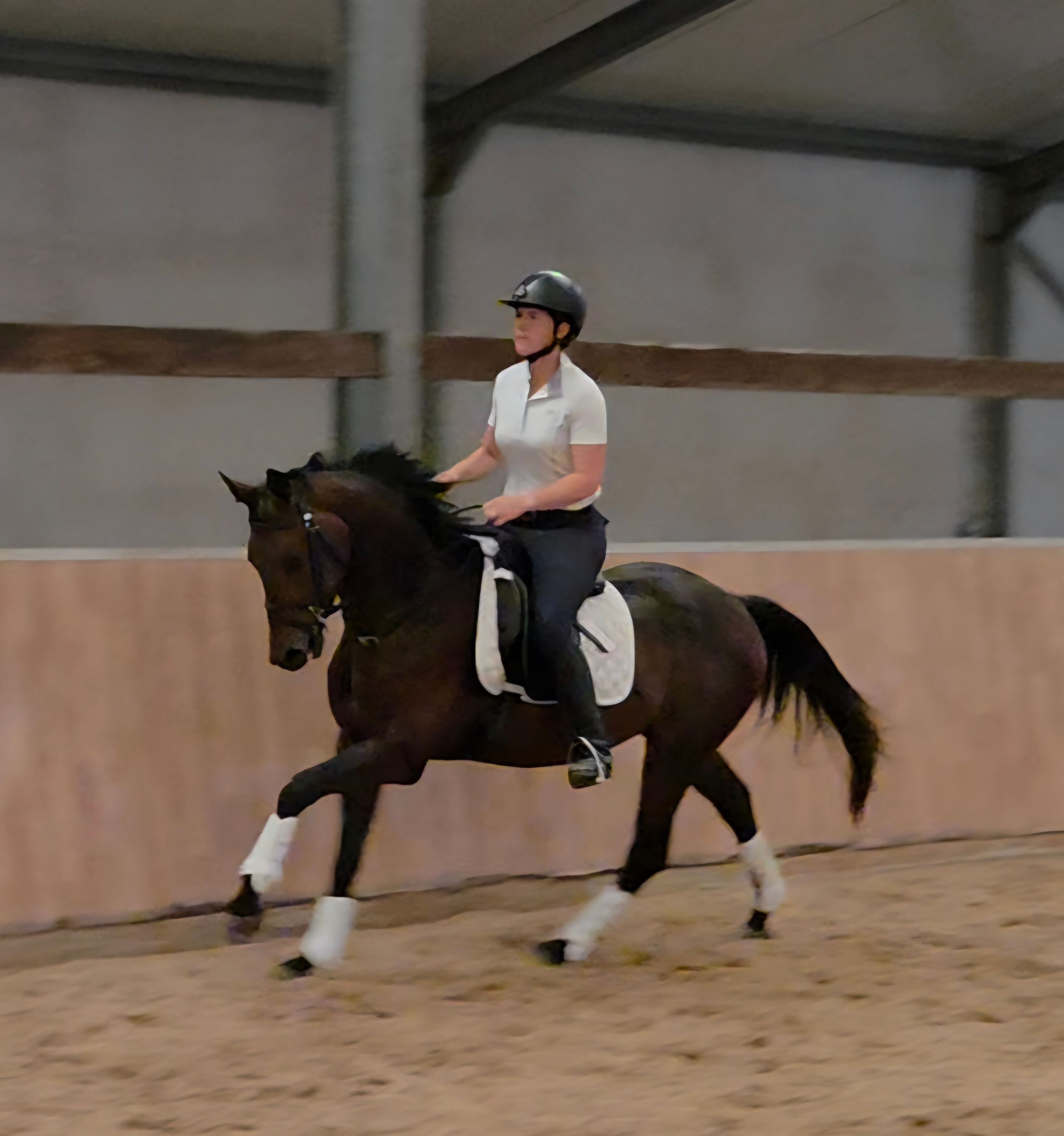 bwp dressuurpaard ruin 3 years old donkerbruin for sale - Photo 4