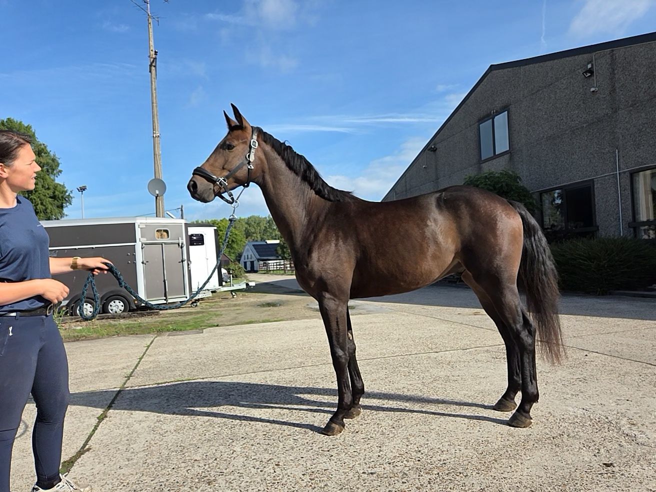 bwp dressuurpaard ruin 3 years old donkerbruin for sale - Photo 3