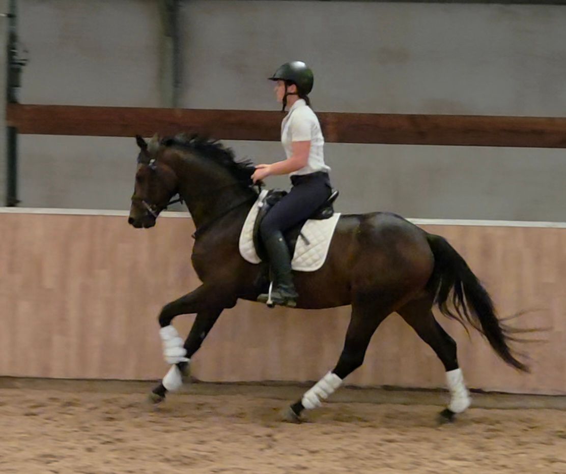bwp dressuurpaard ruin 3 years old donkerbruin for sale - Photo 5