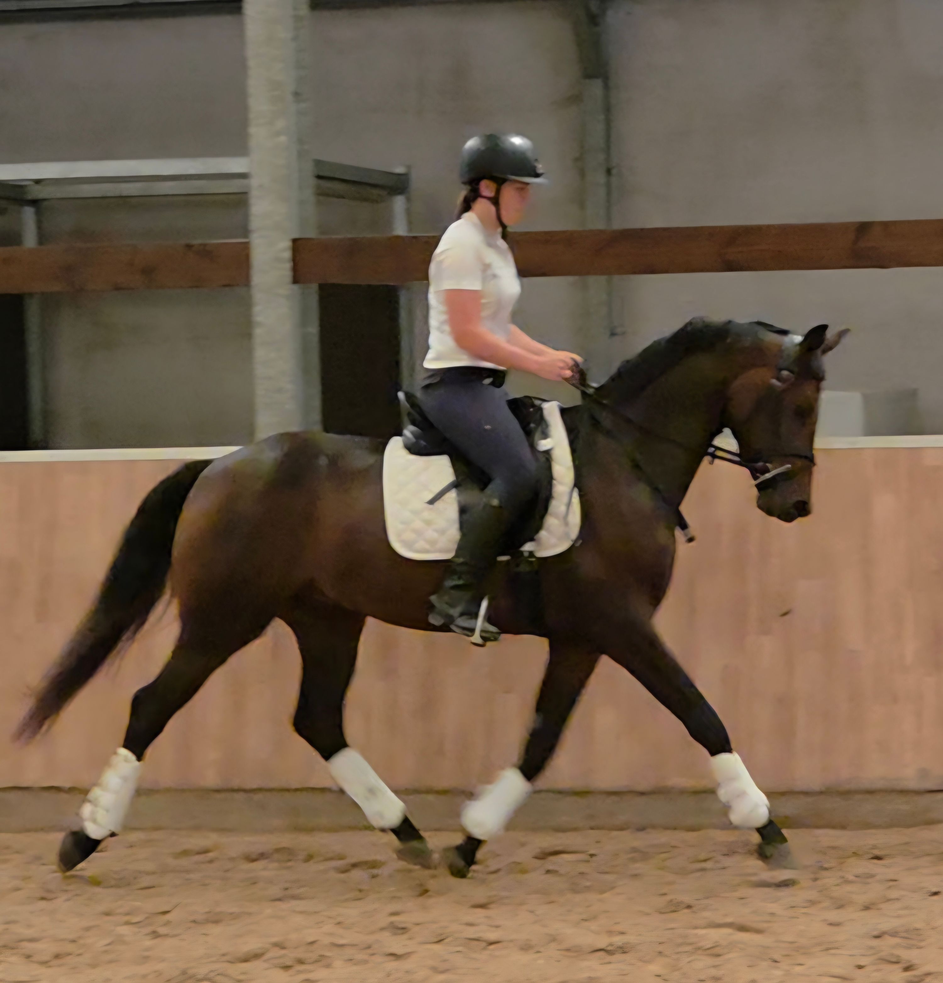 bwp dressuurpaard ruin 3 years old donkerbruin for sale - Photo 6