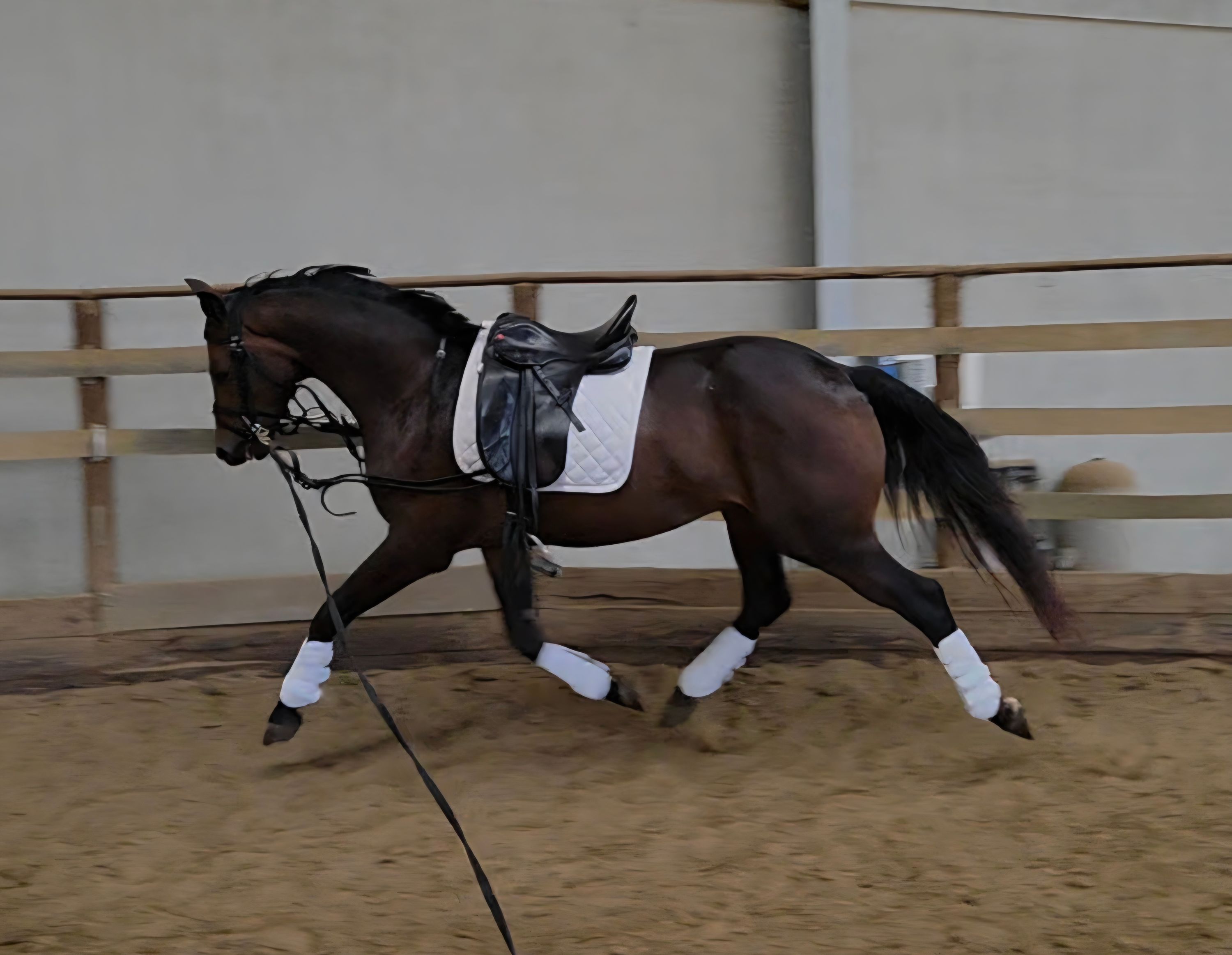 bwp dressuurpaard ruin 3 år donkerbruin til salg - Foto 3