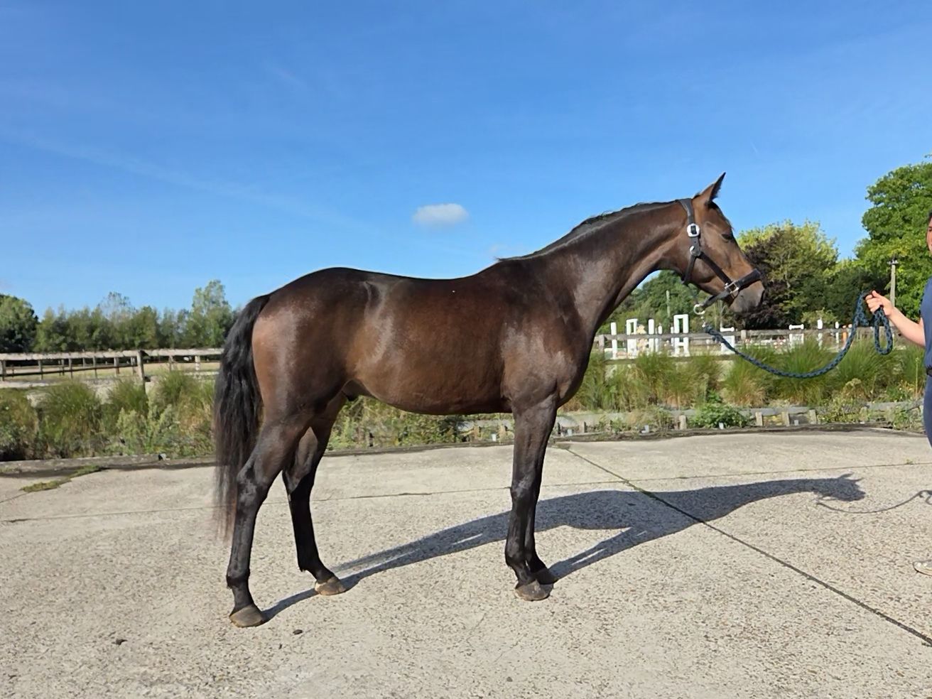 bwp dressuurpaard ruin 3 years old donkerbruin for sale - Photo 2