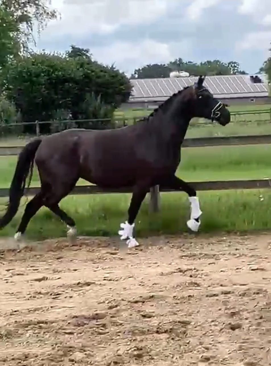 westfalen dressuurpaard merrie 3 years old donkerbruin for sale - Photo 3