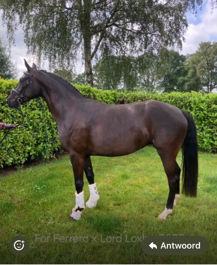 westfalen dressuurpaard merrie 3 years old donkerbruin for sale - Photo 6