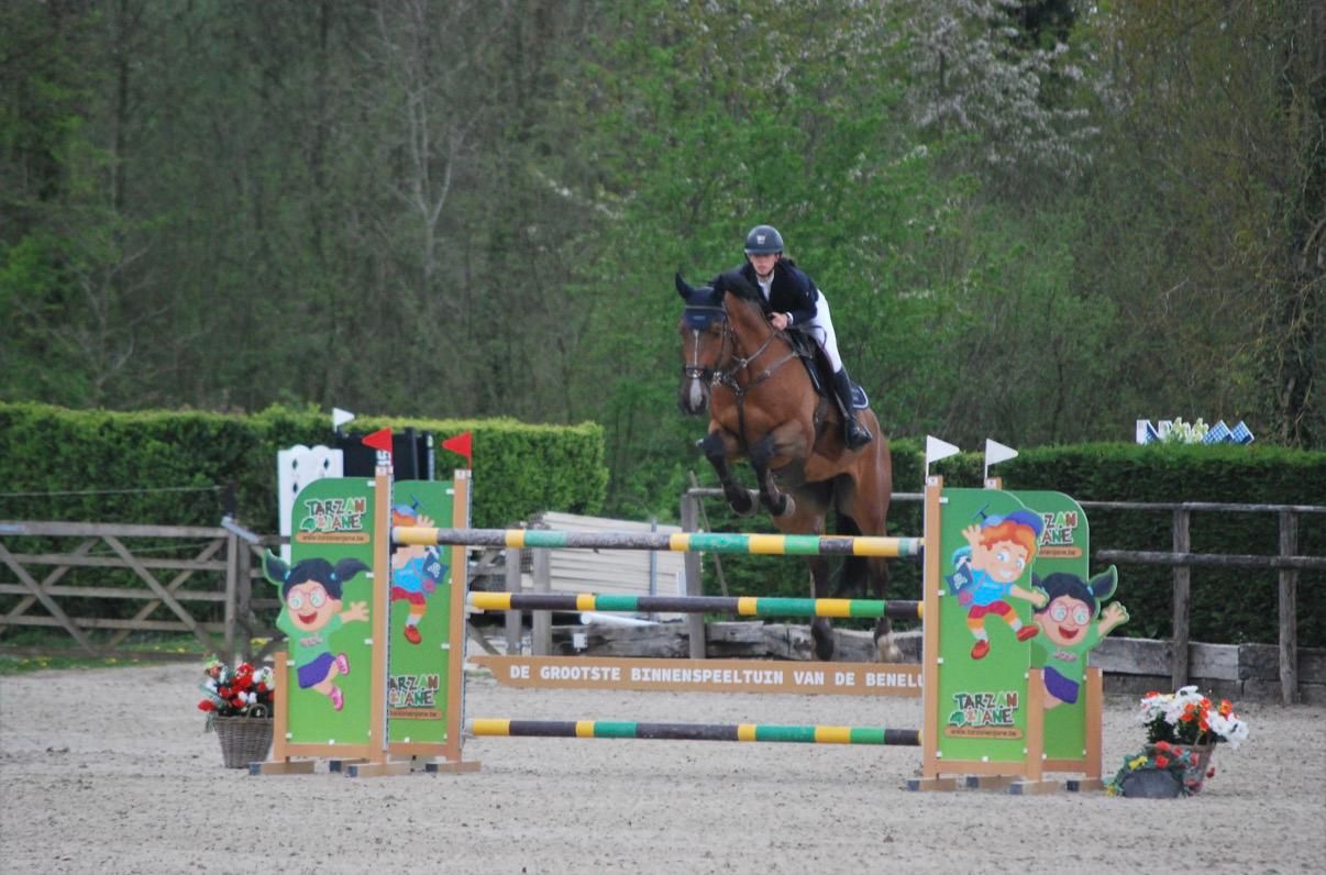 zangersheide springpaard ruin 10 years old kastanje for sale - Photo 6