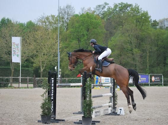 zangersheide springpaard ruin 10 years old kastanje for sale - Photo 2