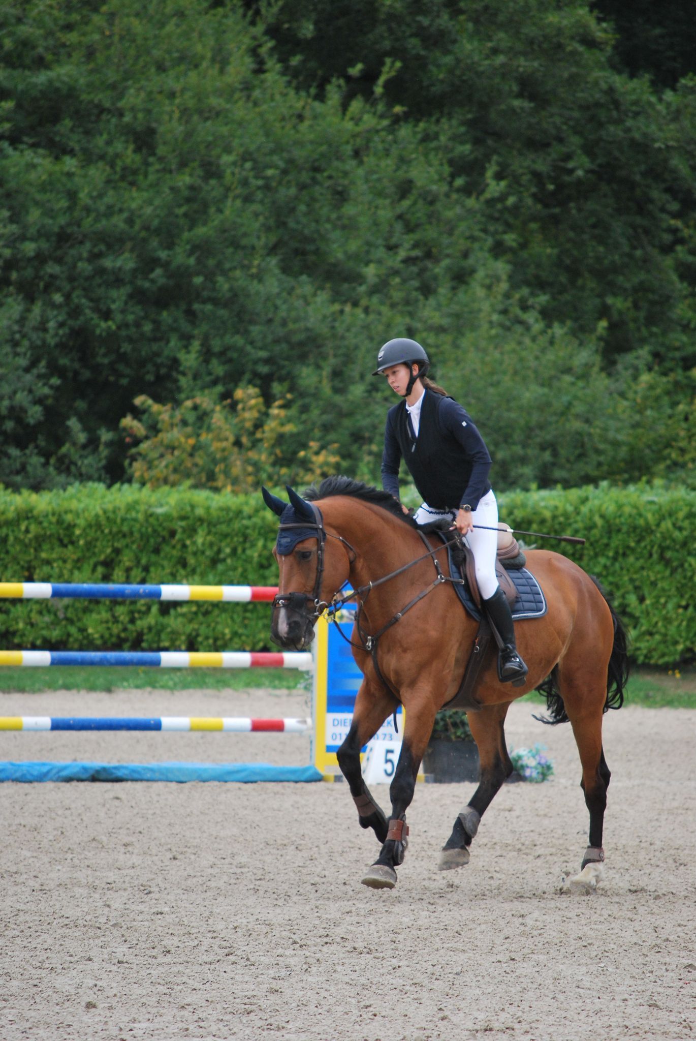 zangersheide springpaard ruin 10 years old kastanje for sale - Photo 3