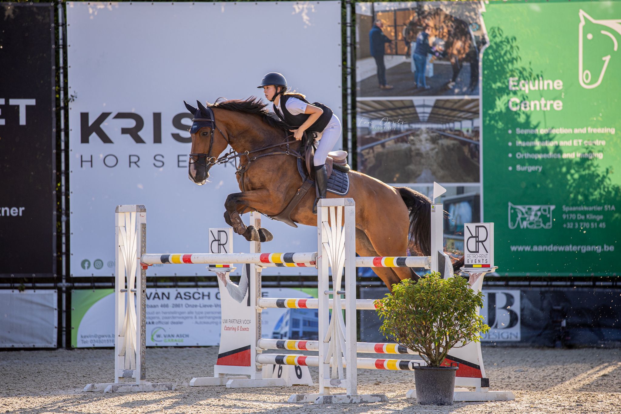 zangersheide springpaard ruin 10 years old kastanje for sale - Photo 4
