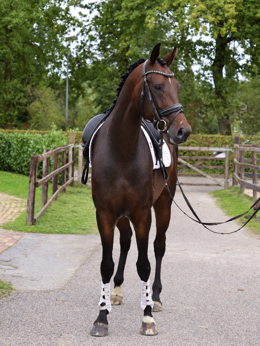 kwpn dressuurpaard ruin 4 anni donkerbruin in vendita - Foto 3