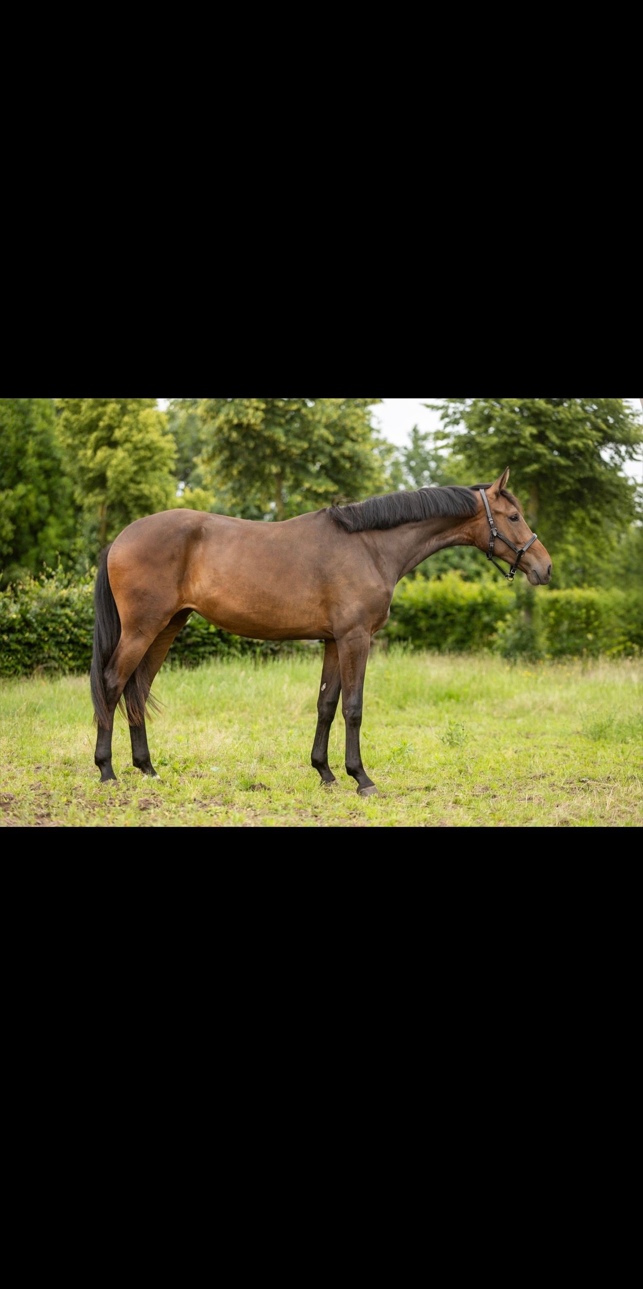 2-jarige merrie te koop