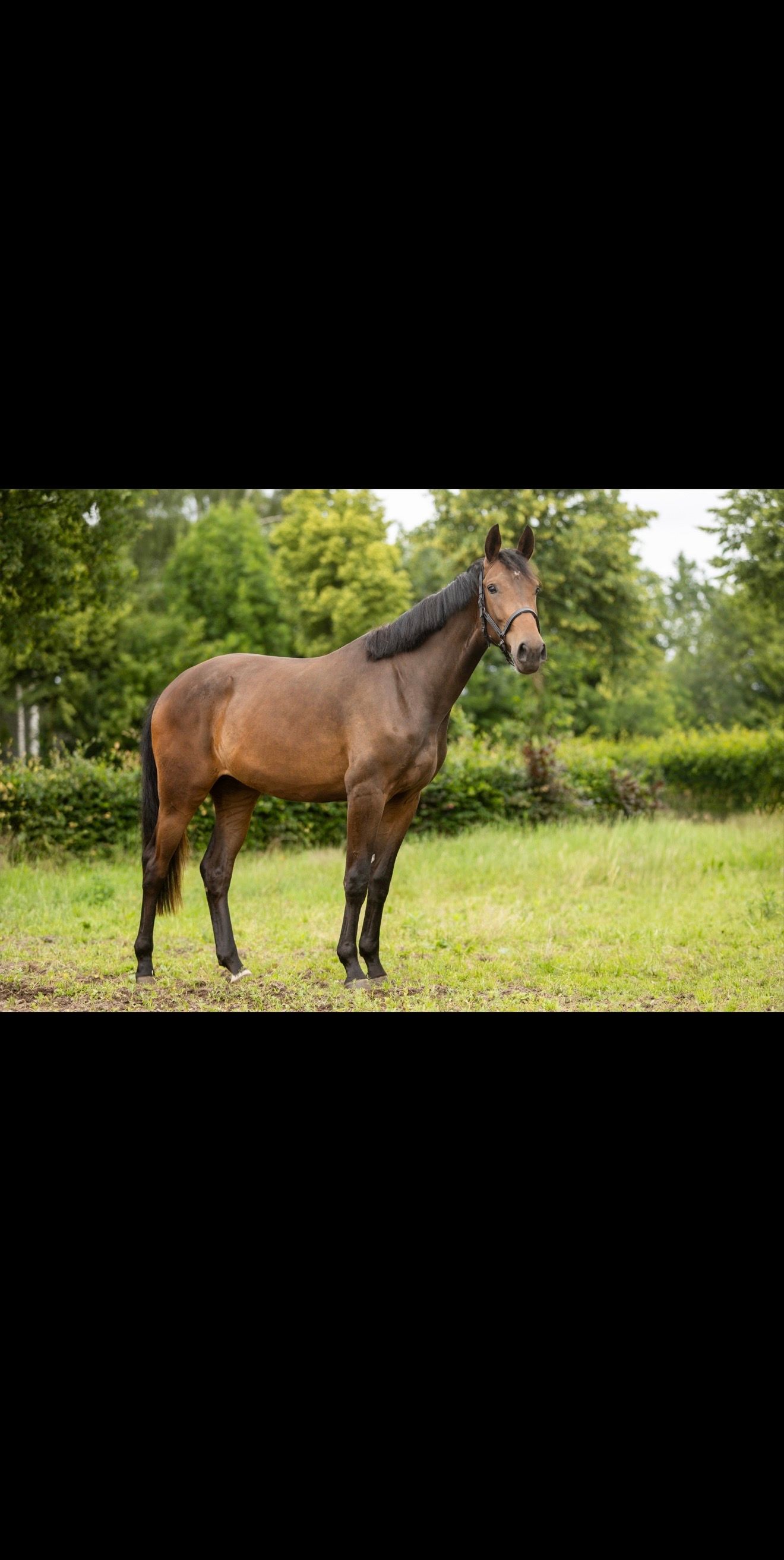 nrps dressuurpaard merrie 2 anni donkerbruin in vendita - Foto 2