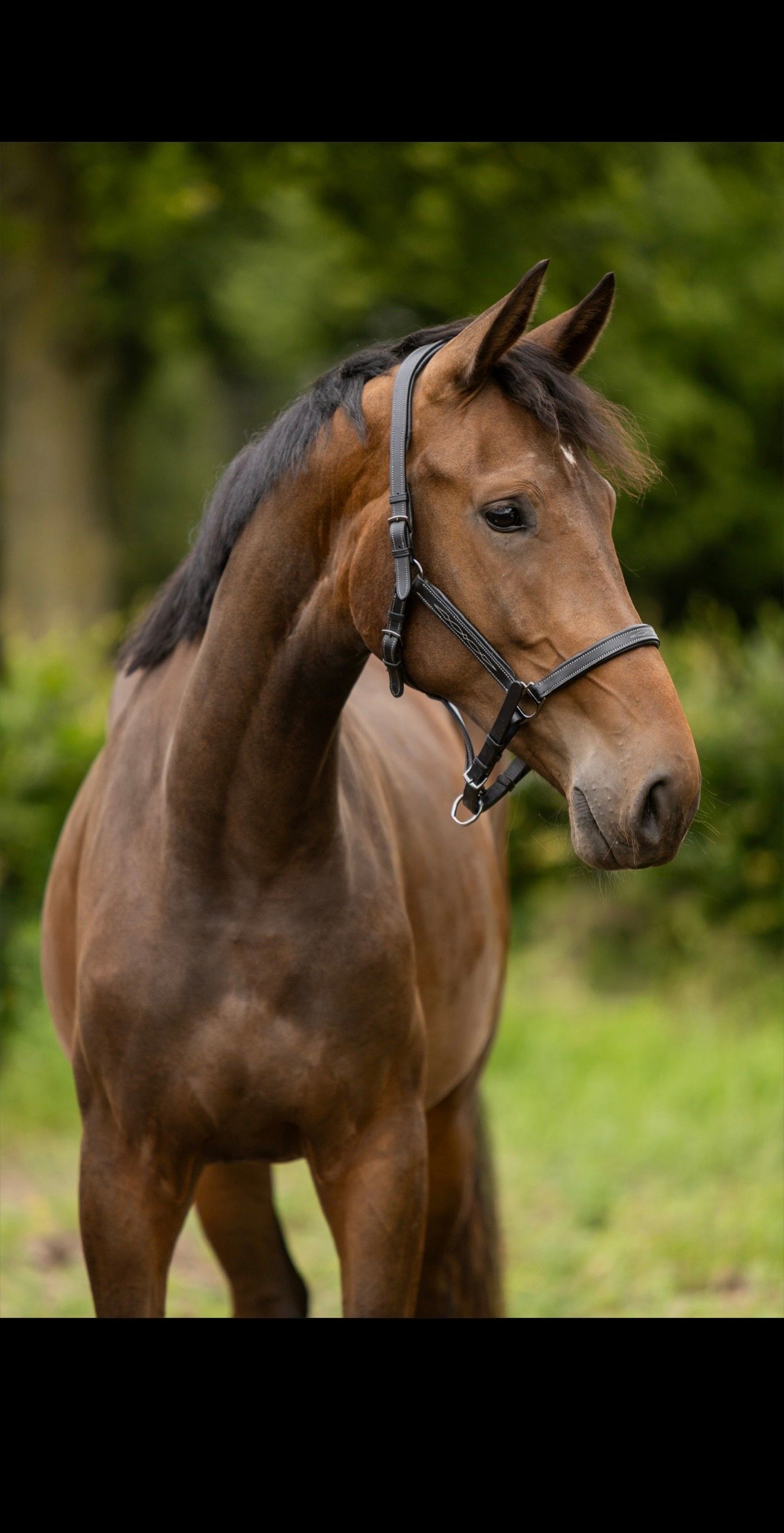 nrps dressuurpaard merrie 2 anni donkerbruin in vendita - Foto 3