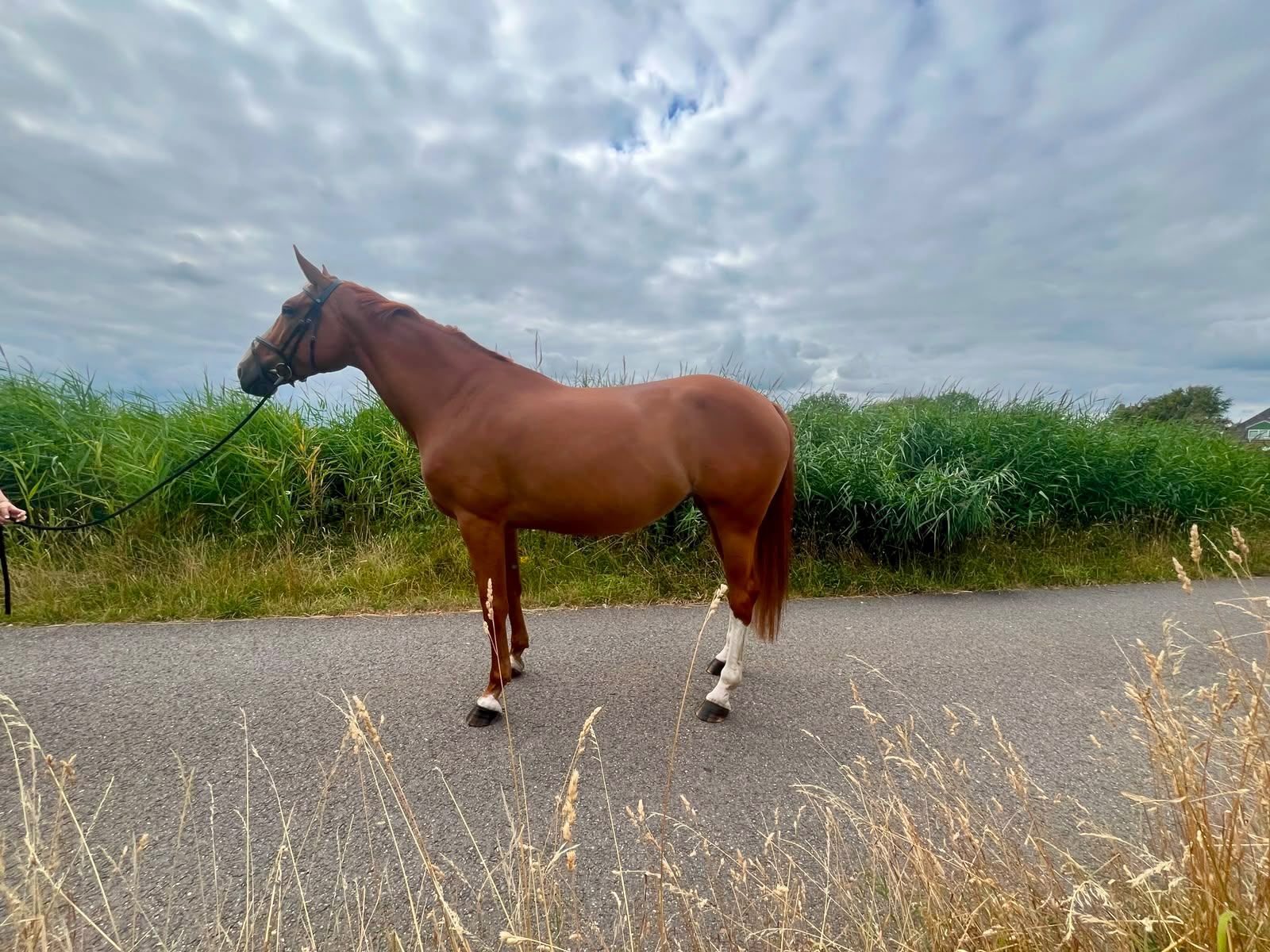 kwpn fokmerrie merrie 7 anni vos in vendita - Foto 2