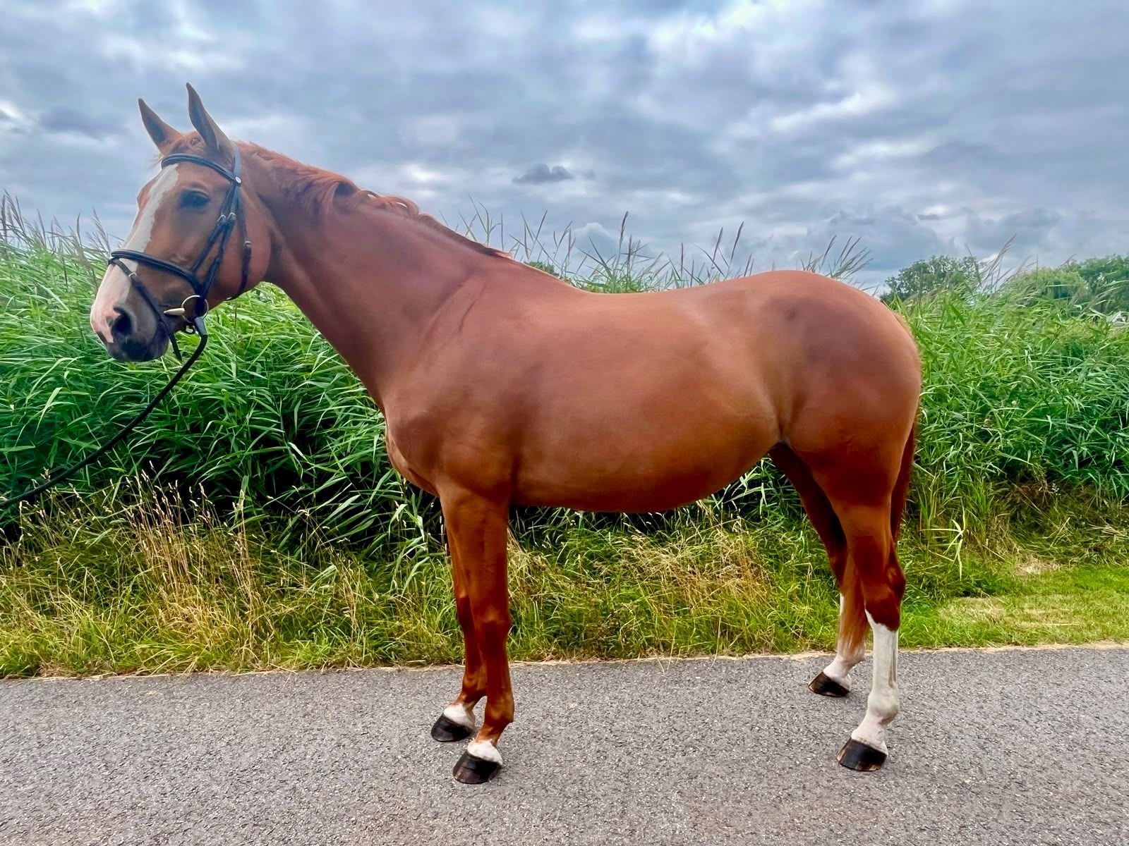 kwpn fokmerrie merrie 7 anni vos in vendita - Foto 3