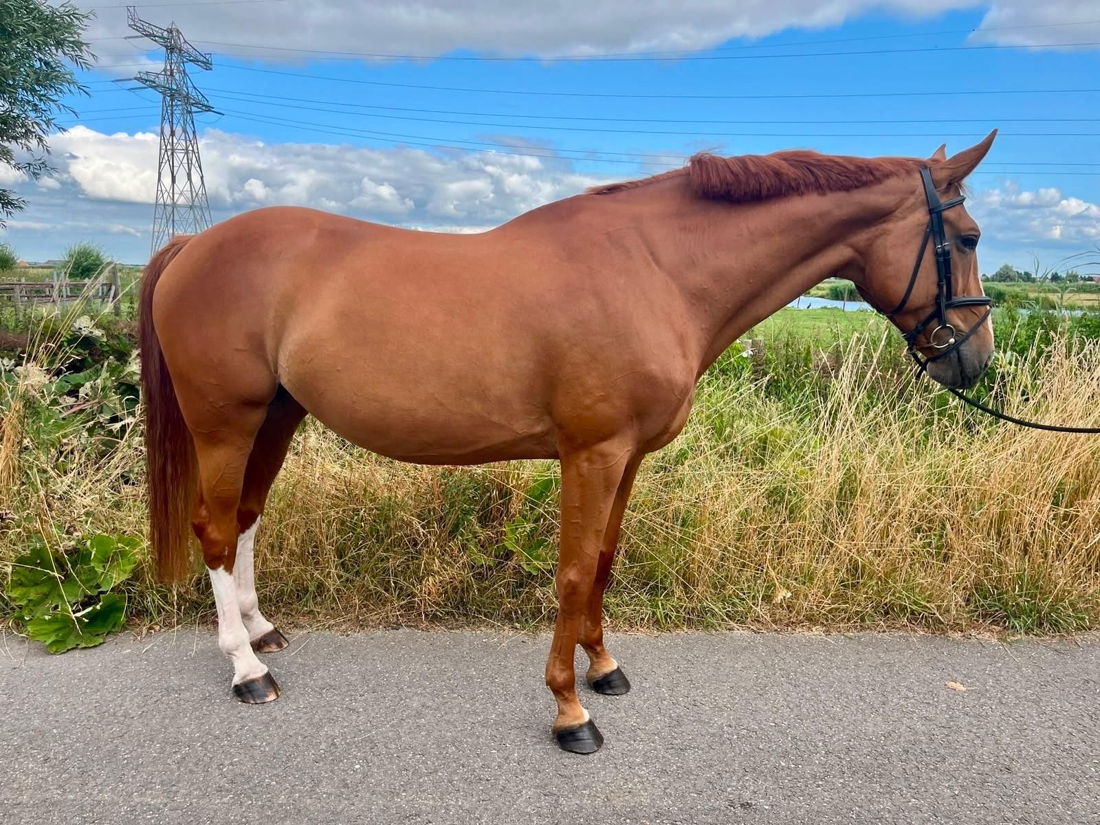 kwpn fokmerrie merrie 7 anni vos in vendita - Foto 4