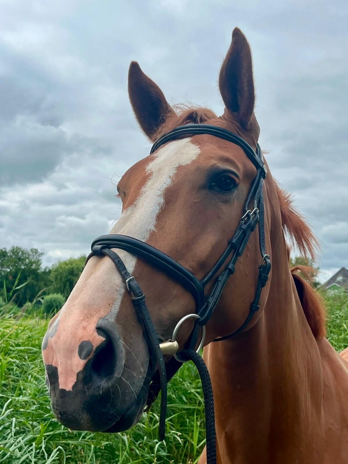 فرس تربية (Glasgow vh Merelsnest x Arezzo)