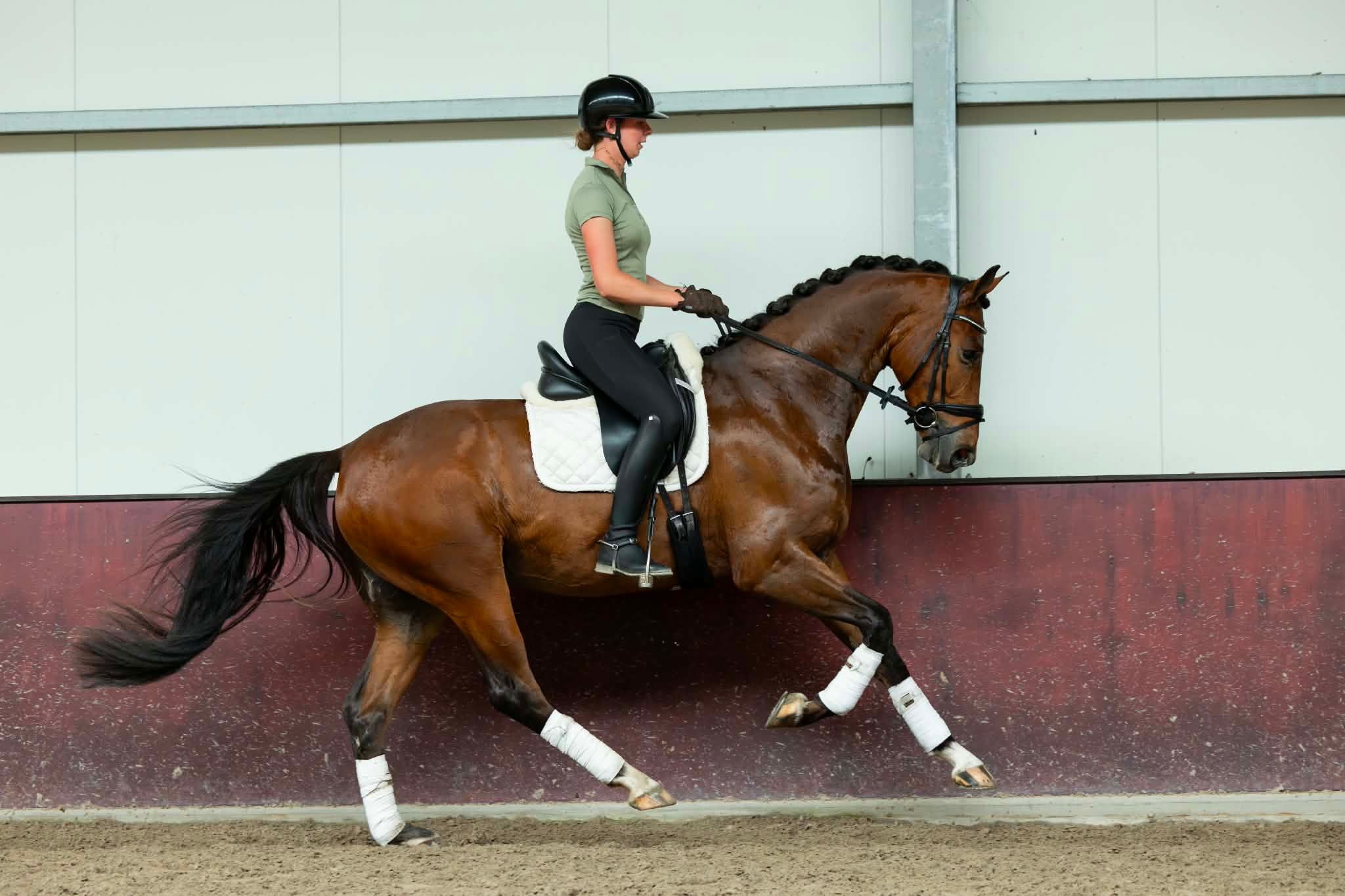 KWPN dressuurpaard ruin 3 years old bruin for sale - Photo 3