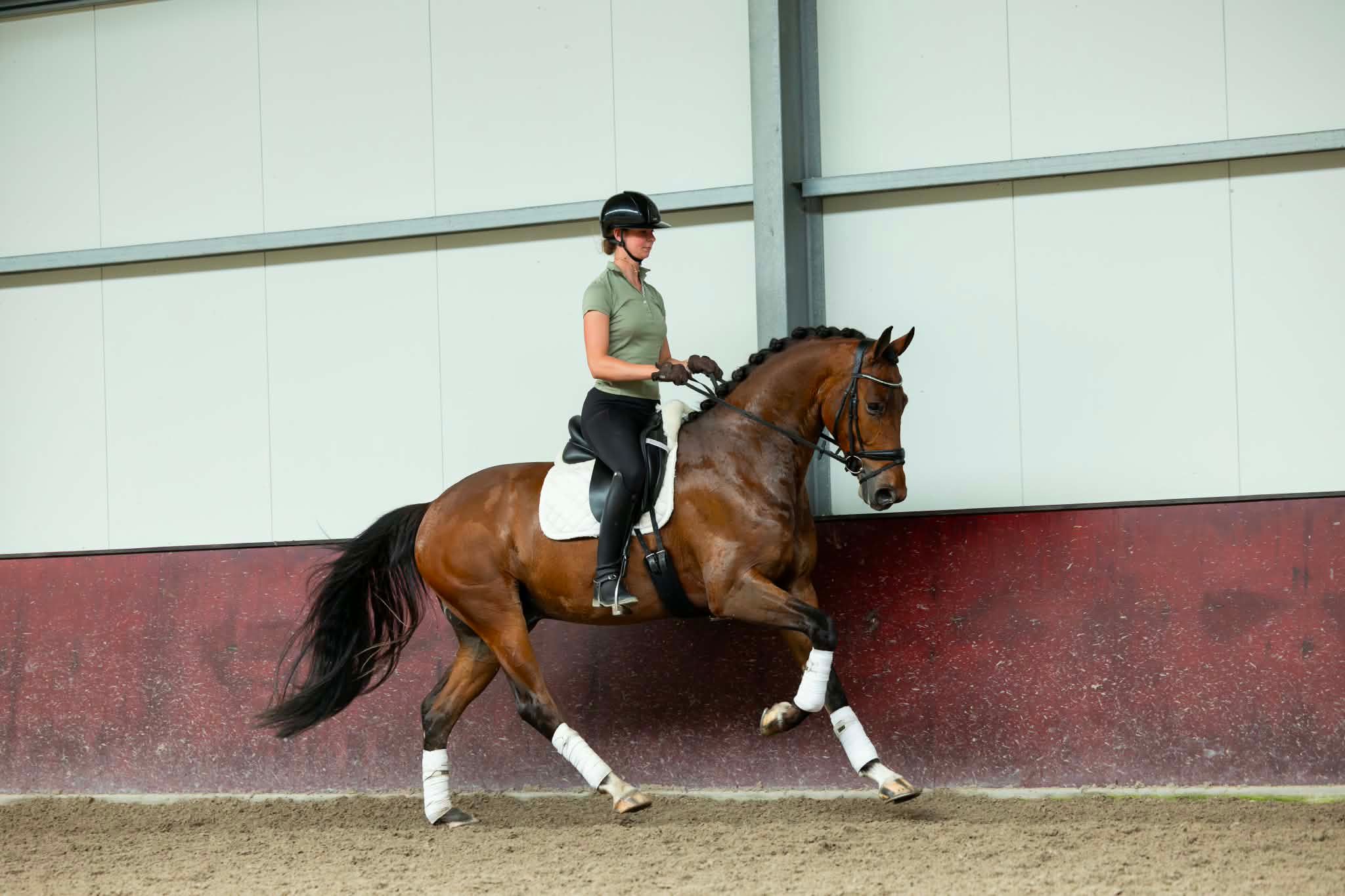 KWPN dressuurpaard ruin 3 years old bruin for sale - Photo 5