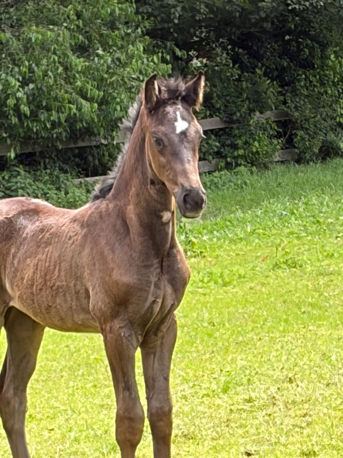 kwpn dressuurpaard merrie 0 years old zwart for sale - Photo 2