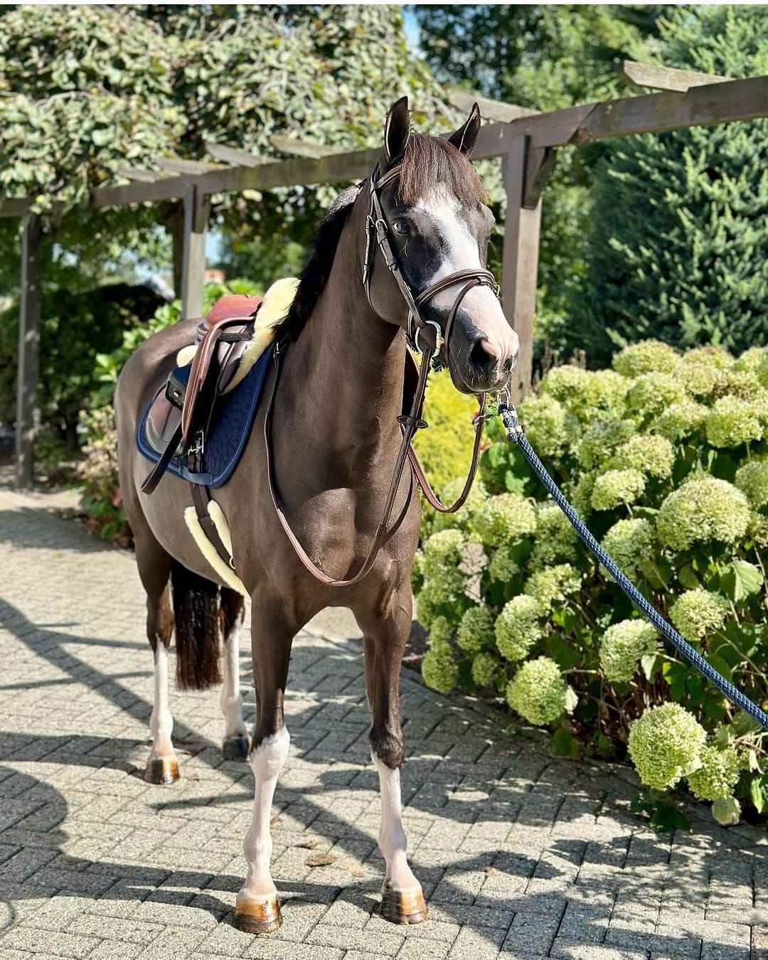 Super fijne brave kinder sportpony