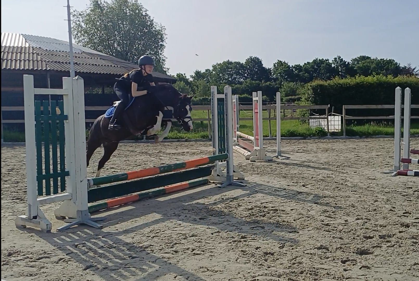 welsh springpony merrie 9 jaar zwart te koop - Foto 2