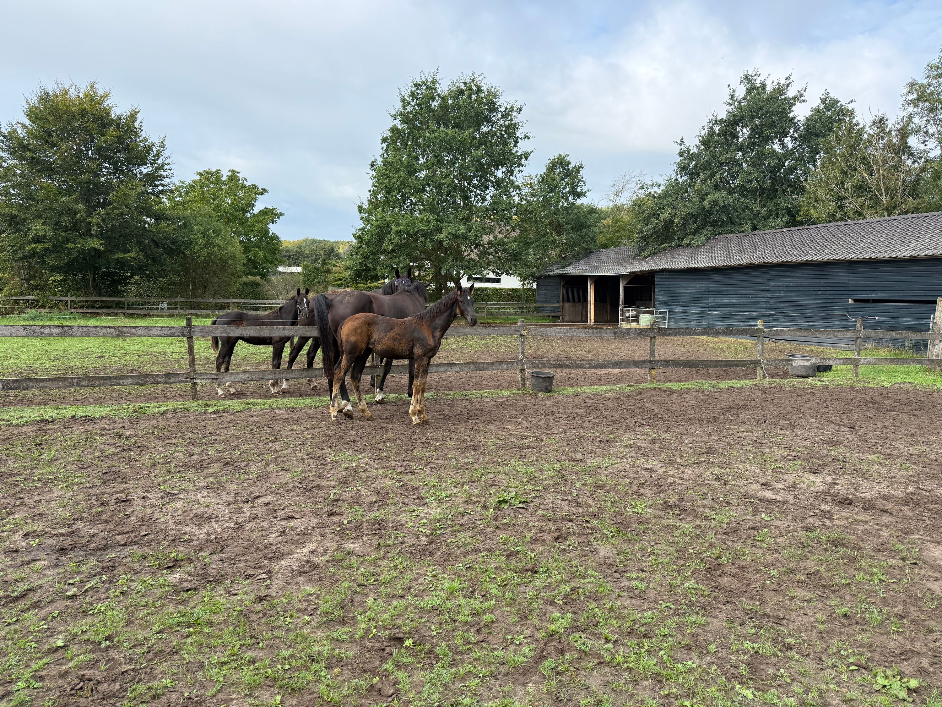 kwpn dressuurpaard merrie 0 years old zwart for sale - Photo 3