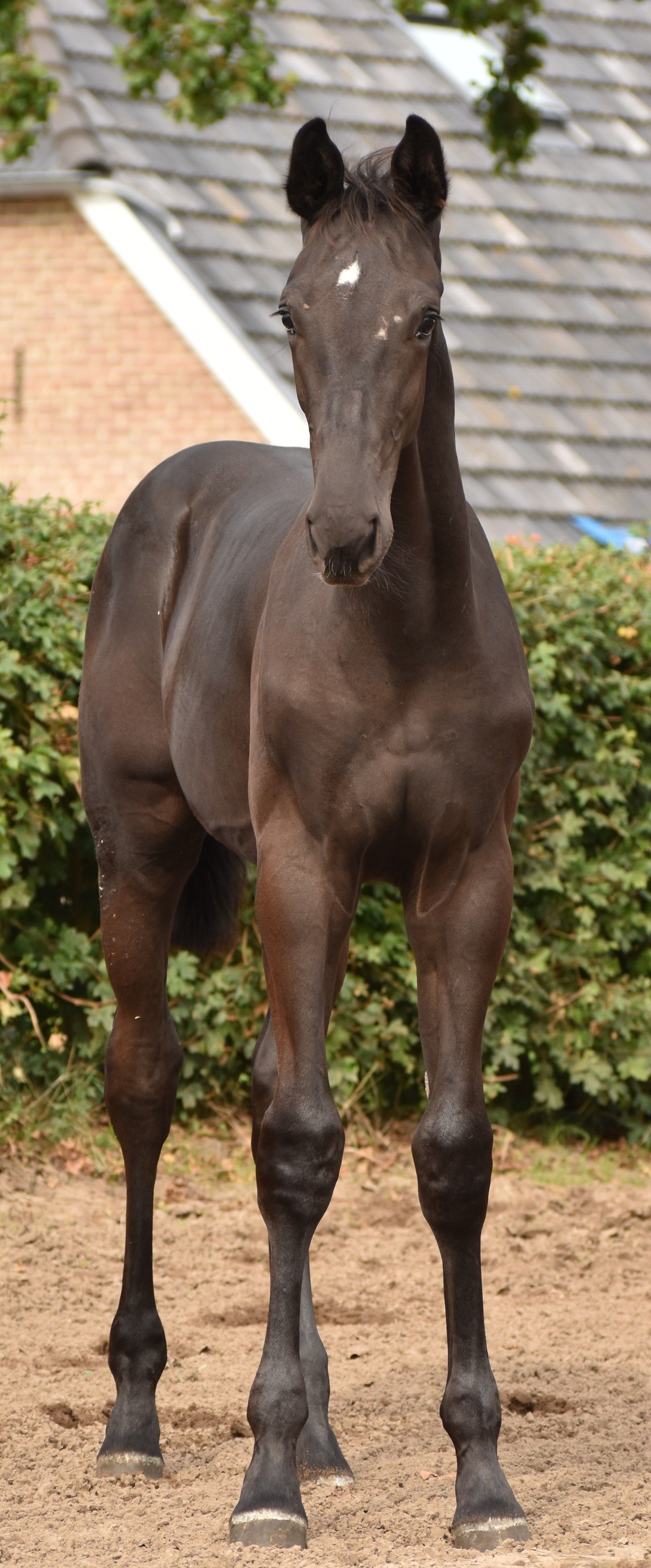 kwpn dressuurpaard hengst 0 years old zwart for sale - Photo 4