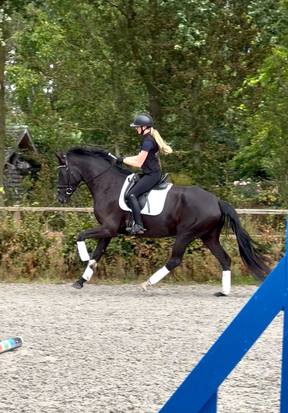 4 jarige merrie v.Desperado