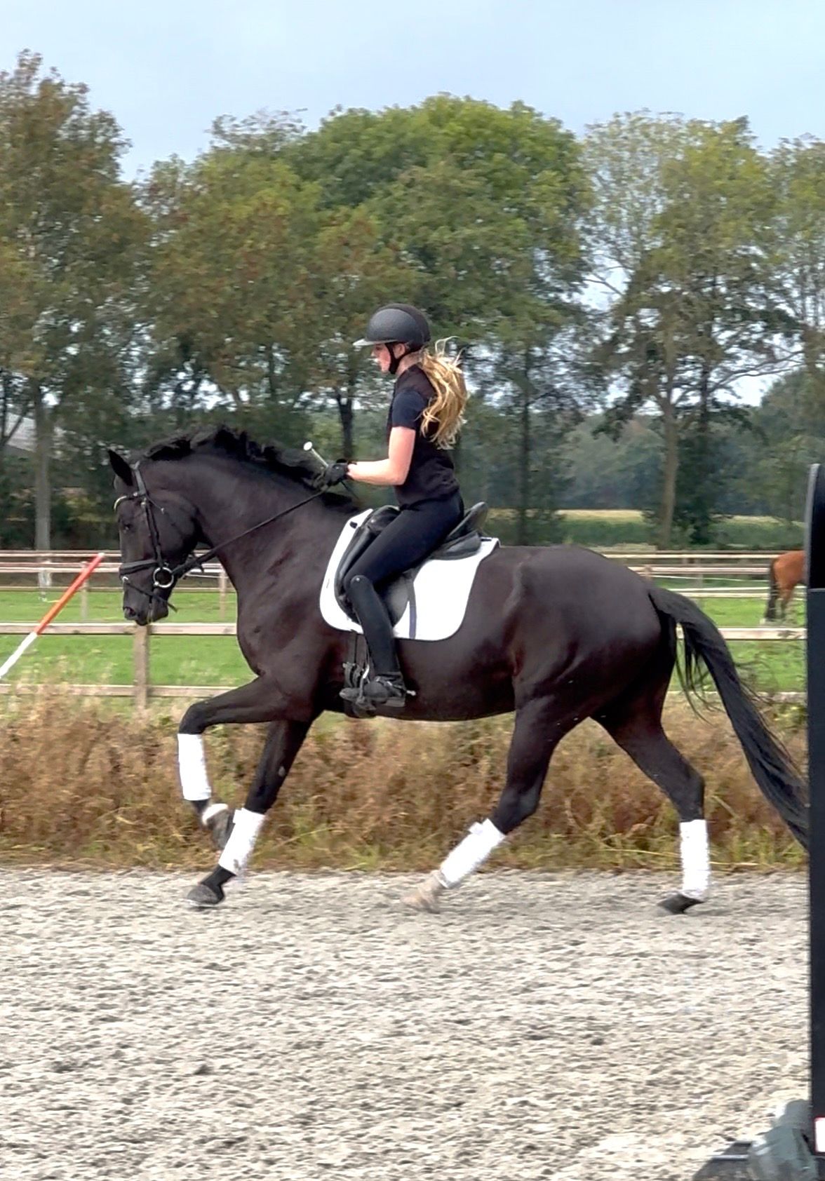 dressuurpaard merrie te koop - Foto 2