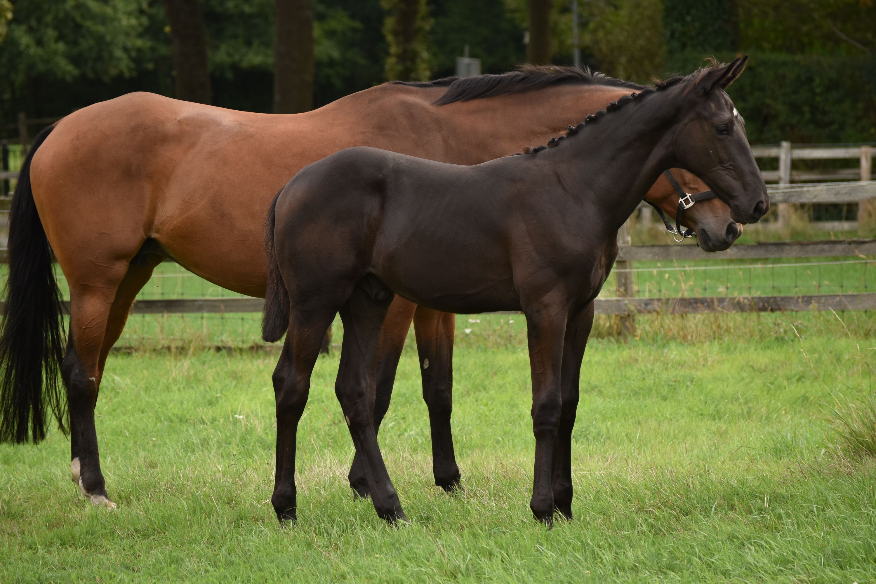 kwpn dressuurpaard hengst 0 years old zwart for sale - Photo 5