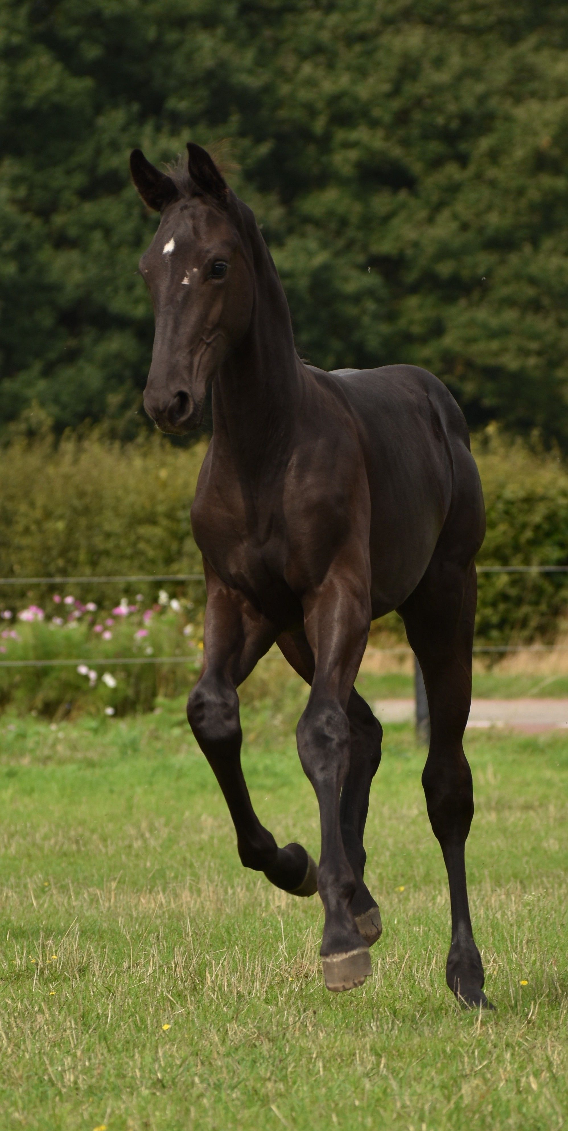 kwpn dressuurpaard hengst 0 years old zwart for sale - Photo 2