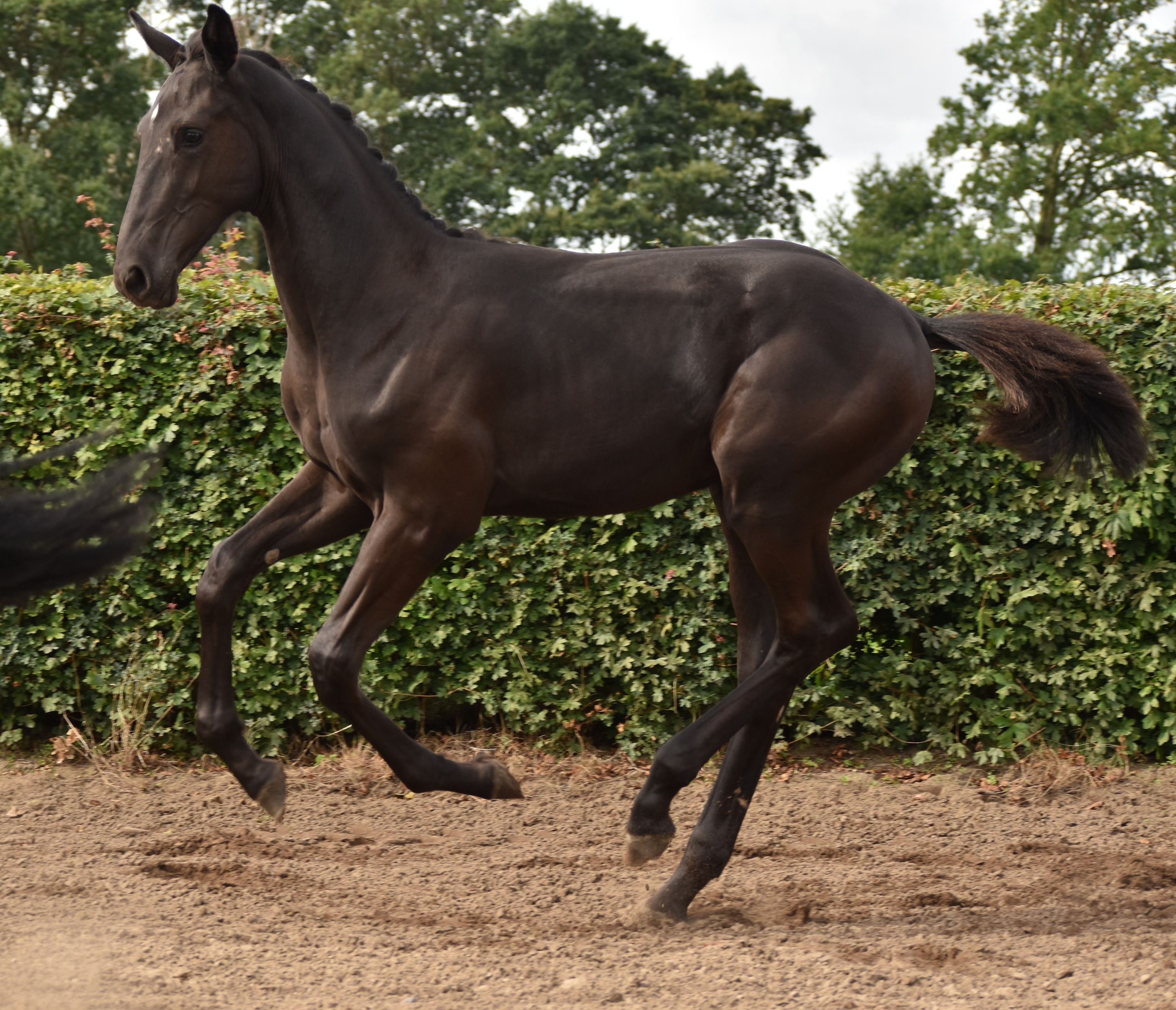 kwpn dressuurpaard hengst 0 years old zwart for sale - Photo 6