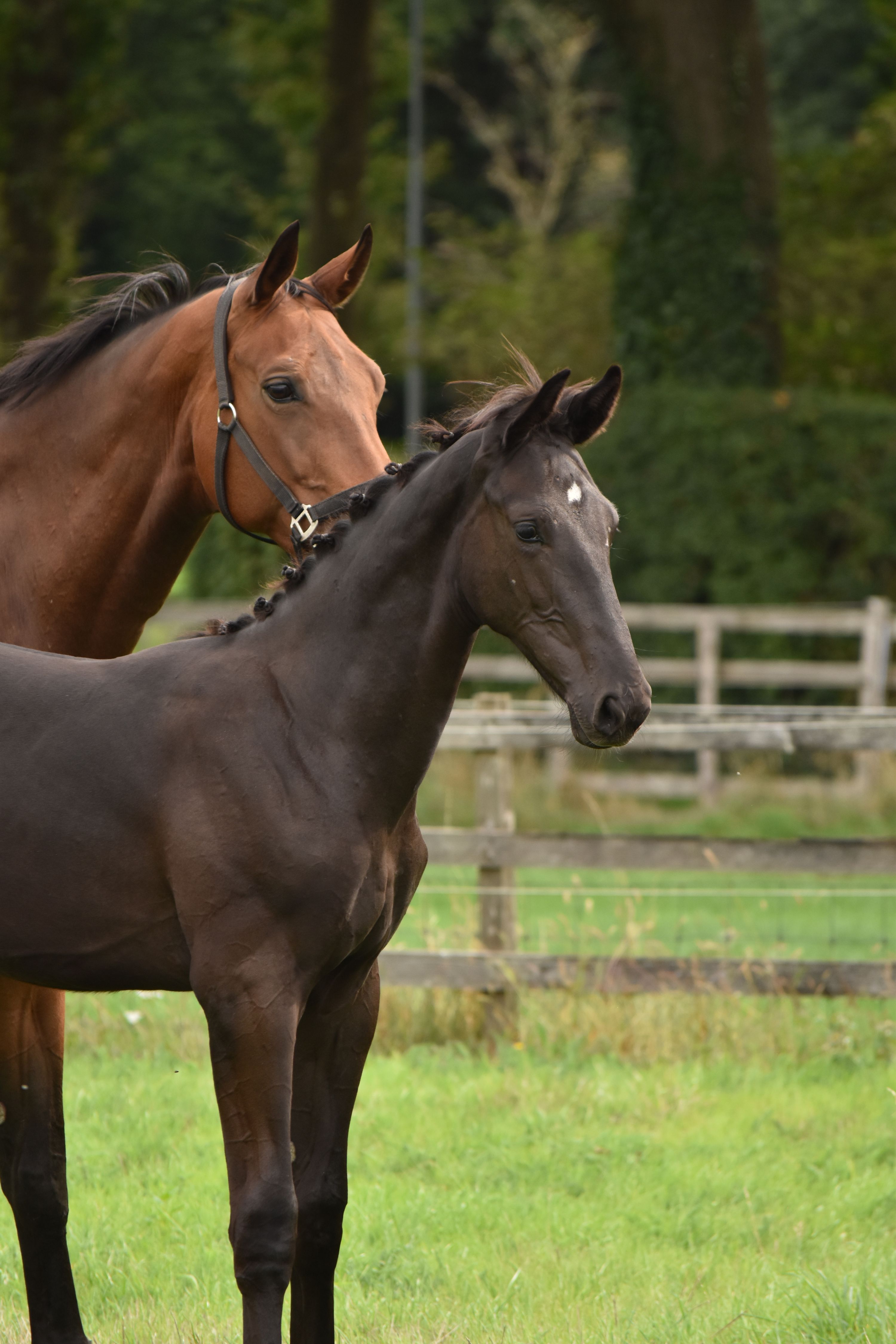 kwpn dressuurpaard hengst 0 years old zwart for sale - Photo 3