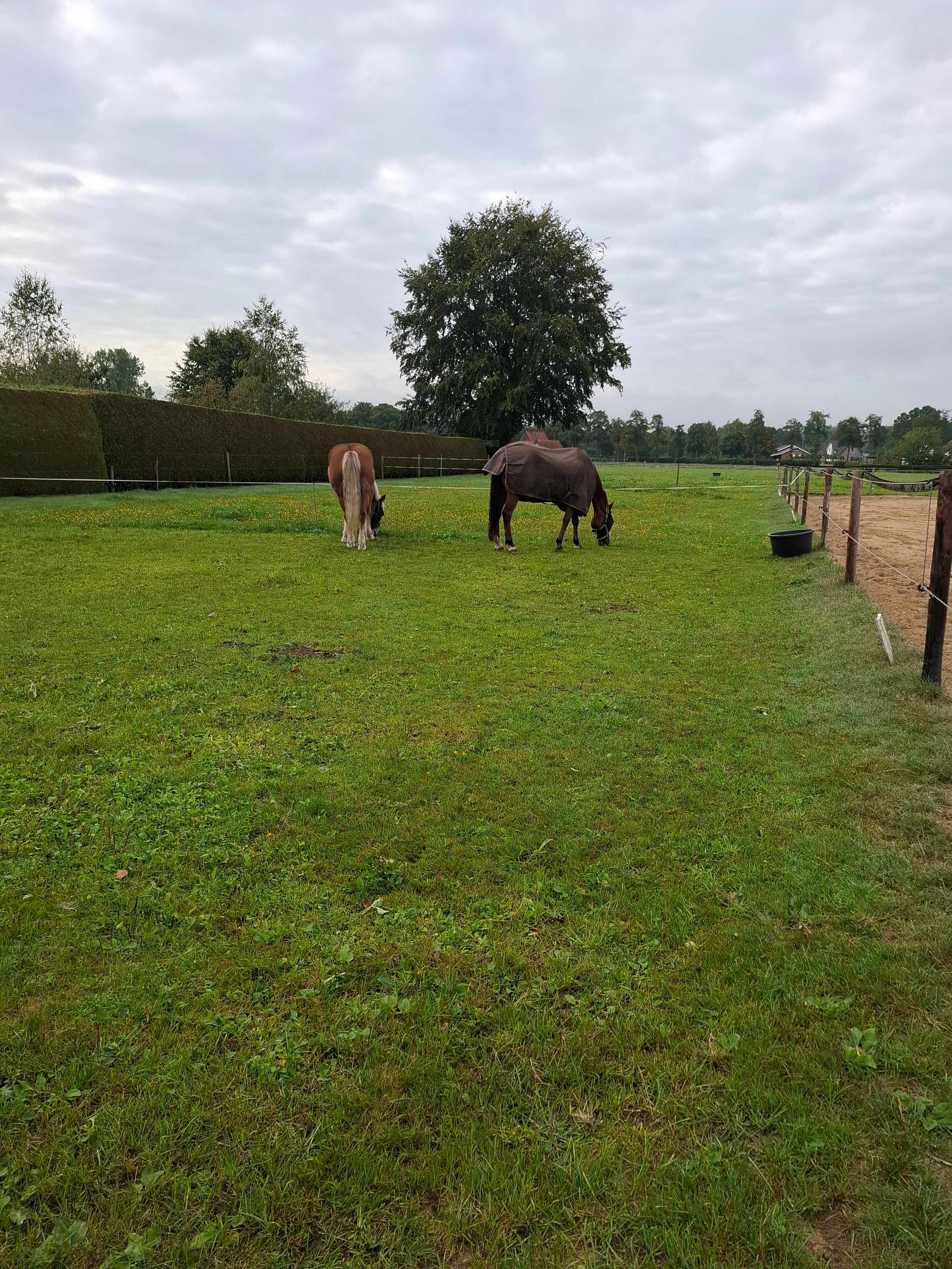 New Forrest E-pony ruin 14 jaar