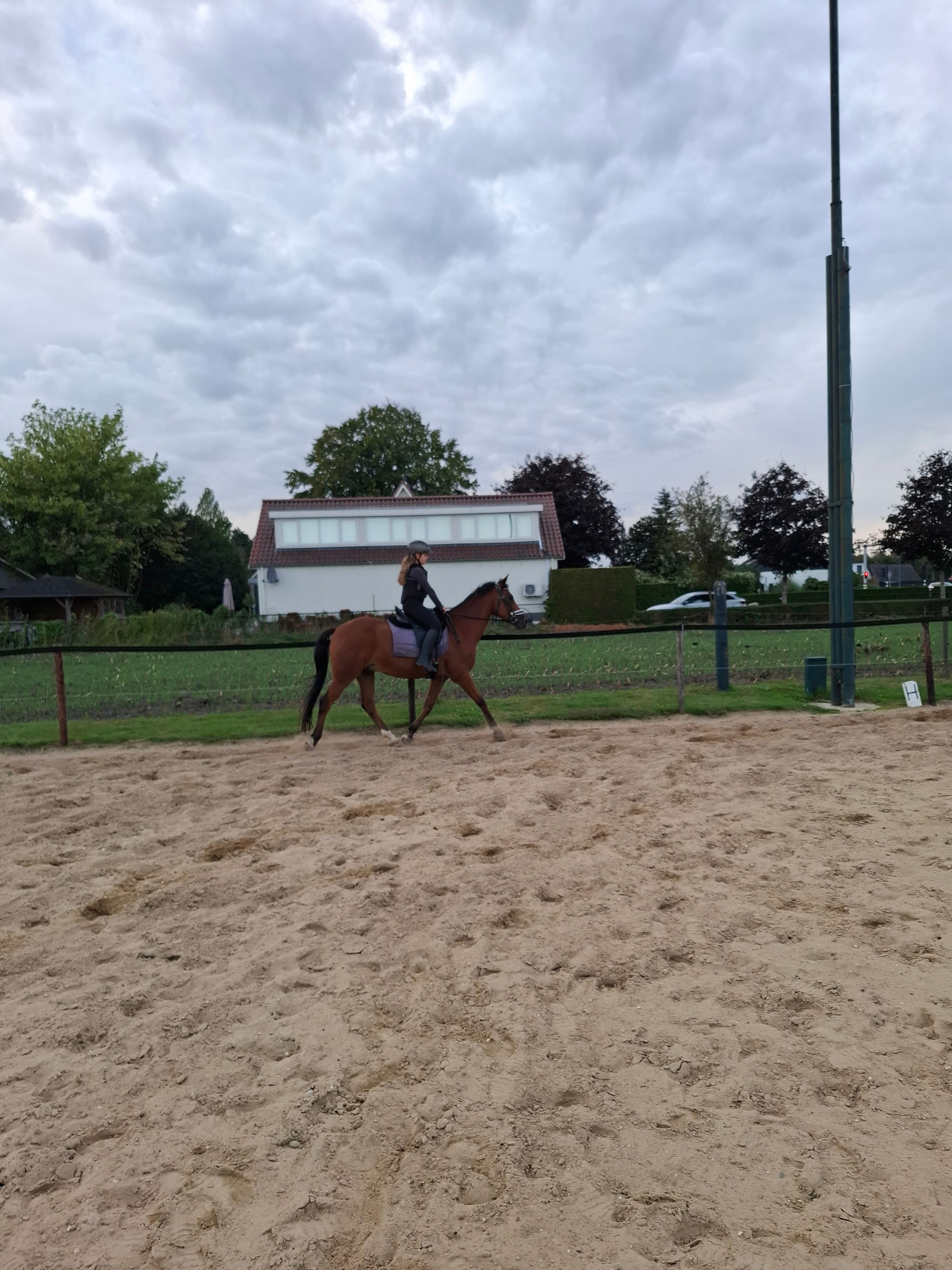 new-forest allround-pony ruin 14 years old bruin for sale - Photo 2