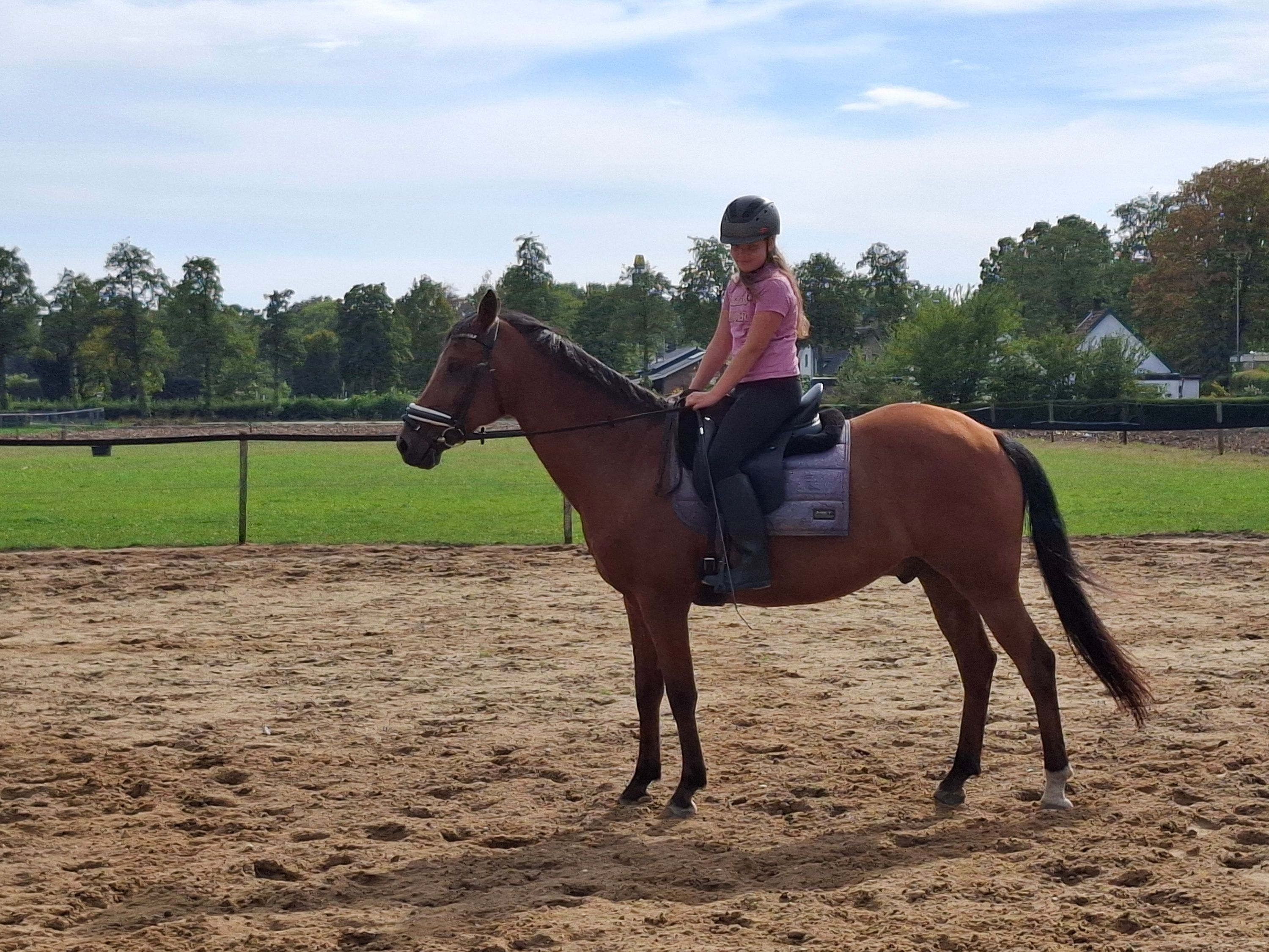 new-forest allround-pony ruin 14 years old bruin for sale - Photo 5