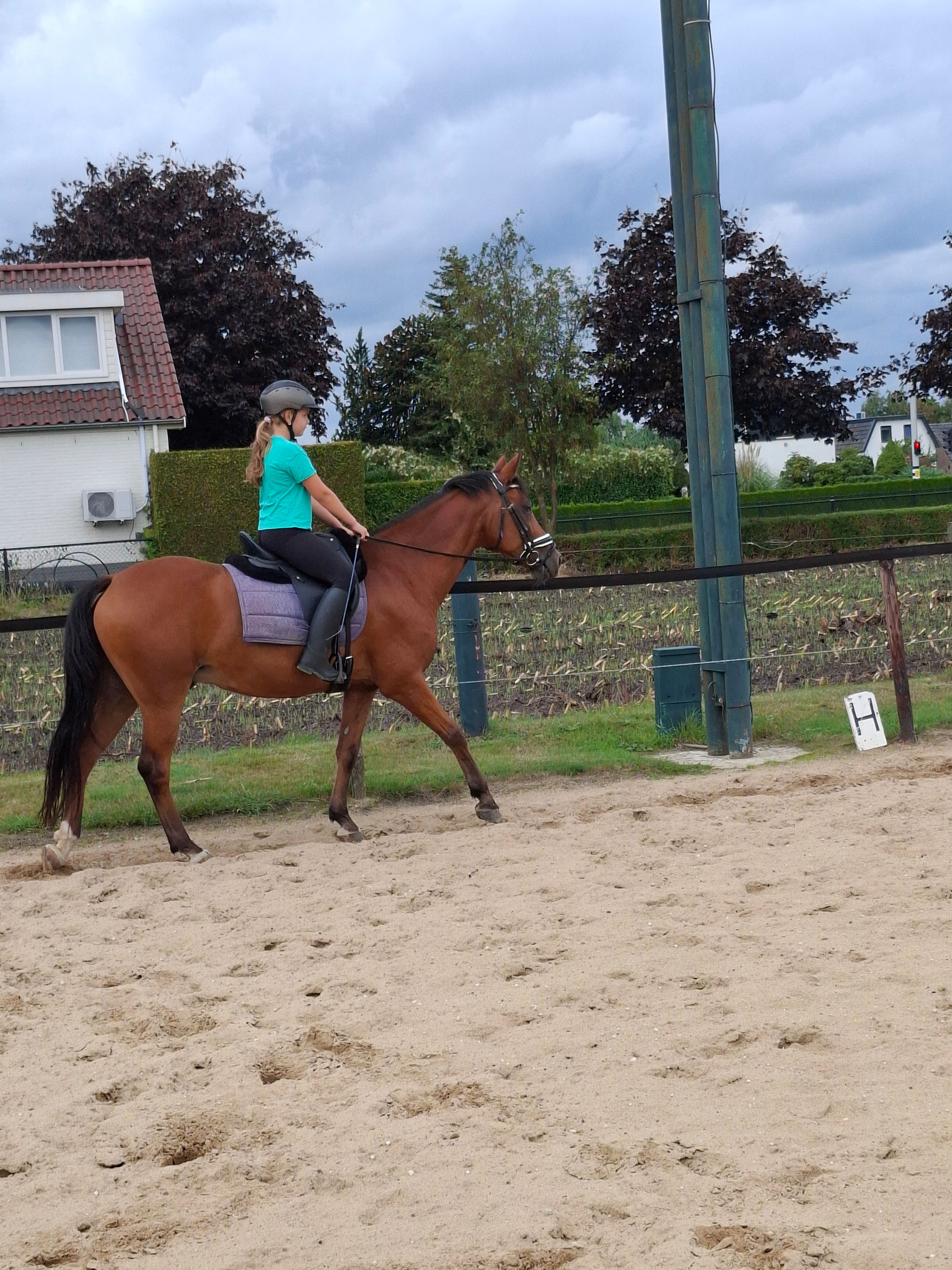 new-forest allround-pony ruin 14 years old bruin for sale - Photo 3