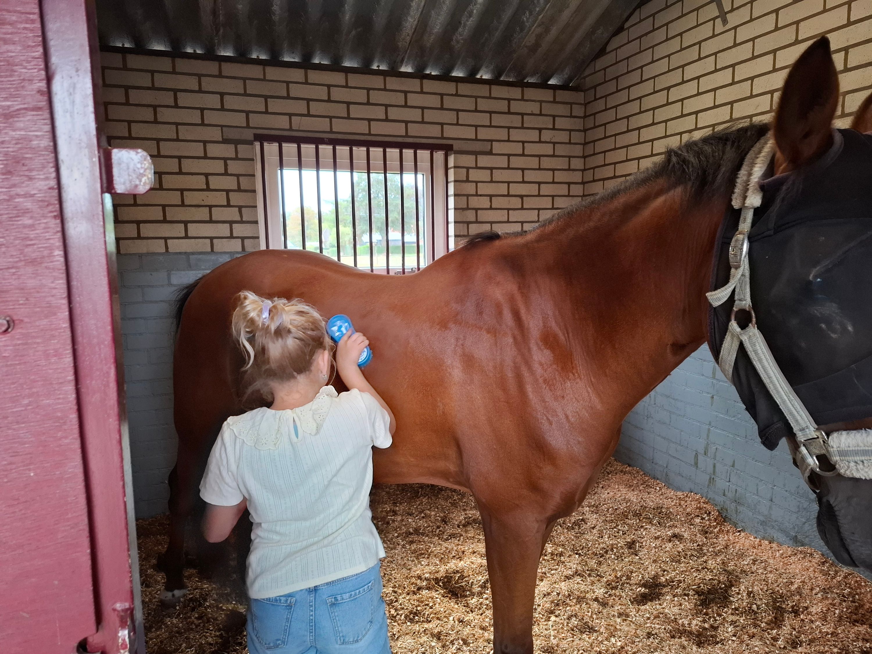 new-forest allround-pony ruin 14 years old bruin for sale - Photo 4