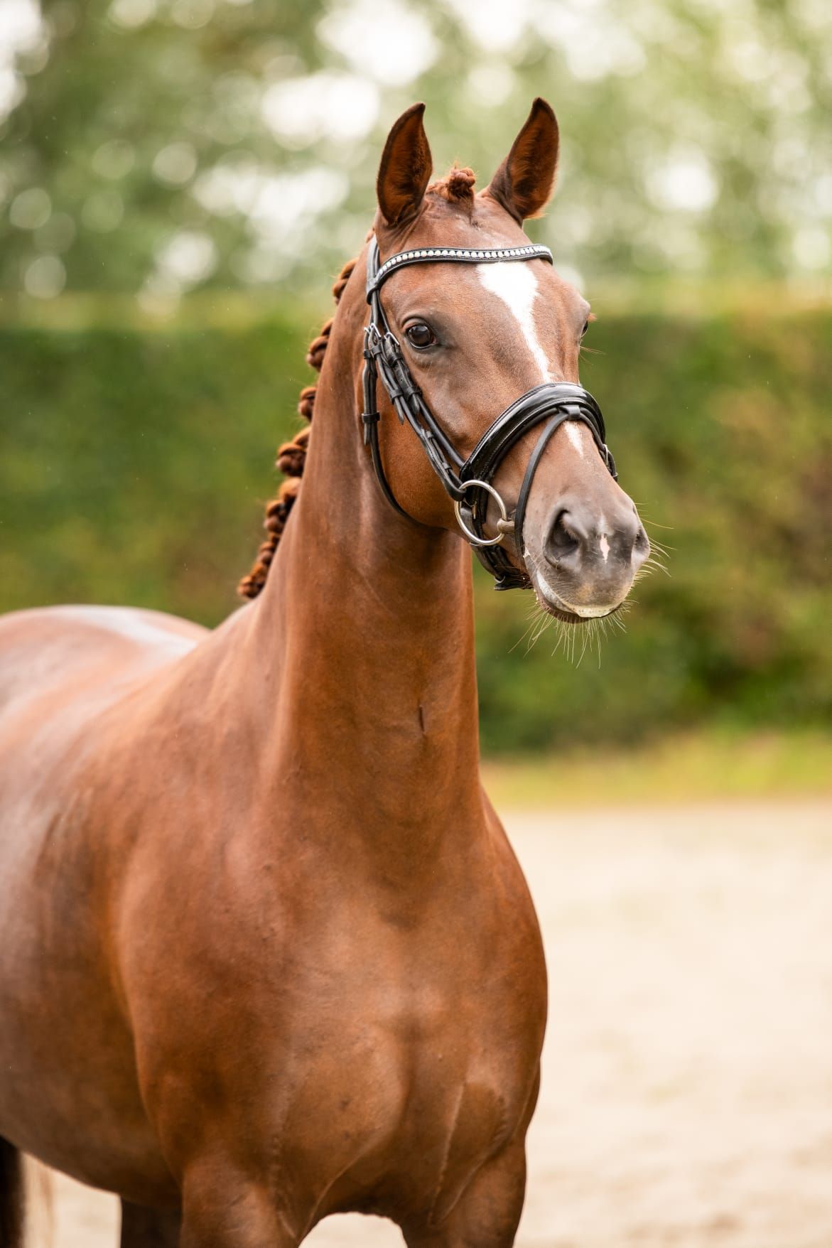 kwpn dressuurpaard merrie 5 Jahre alt vos zu verkaufen - Foto 2