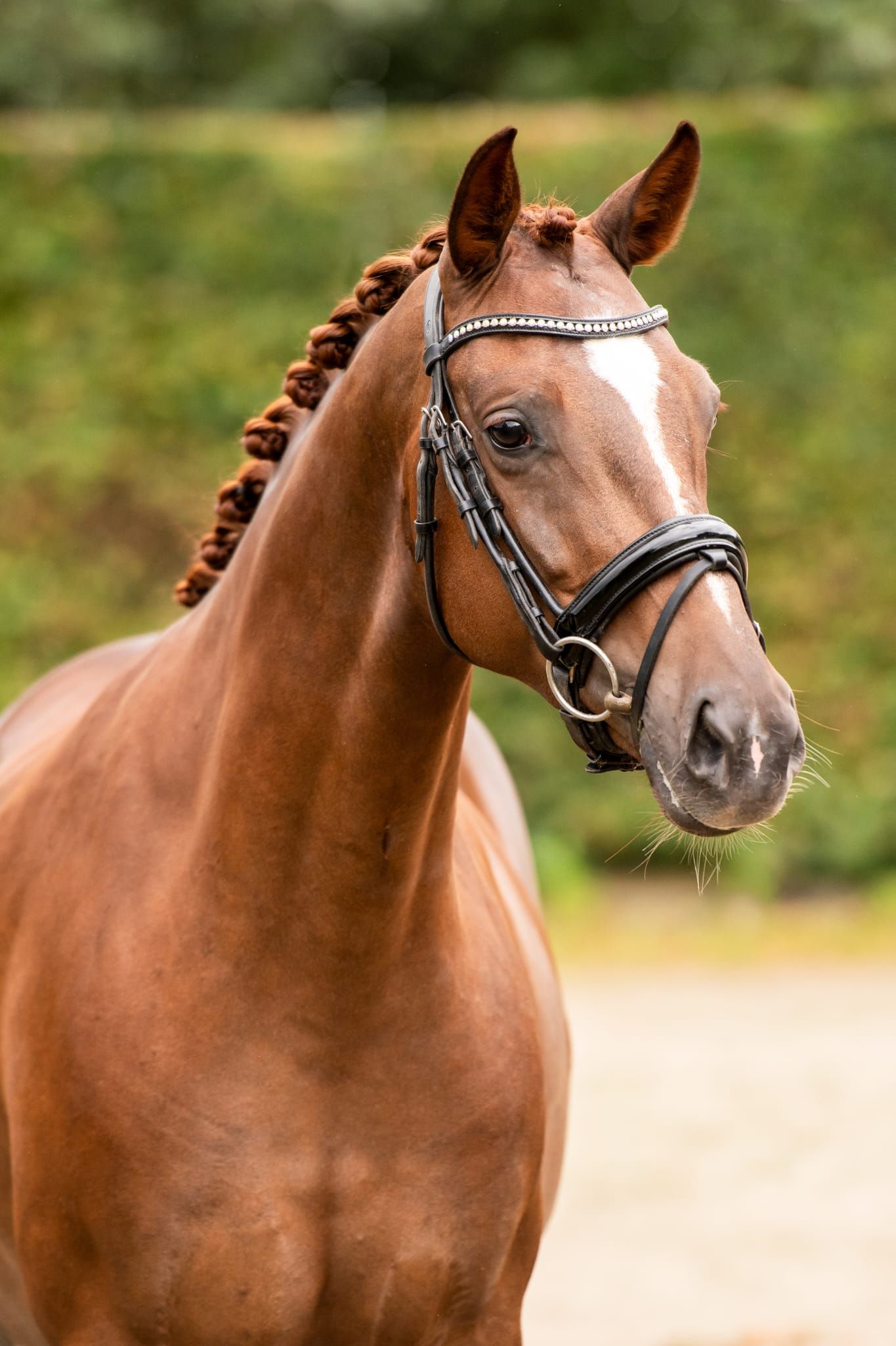 kwpn dressuurpaard merrie 5 Jahre alt vos zu verkaufen - Foto 3
