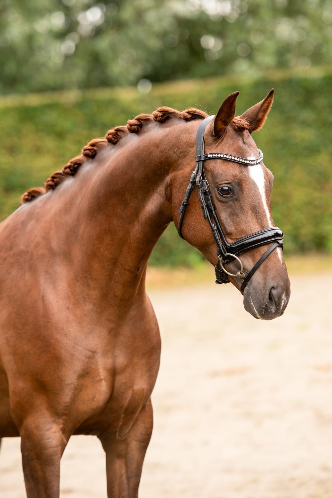 Talentvol familiepaard