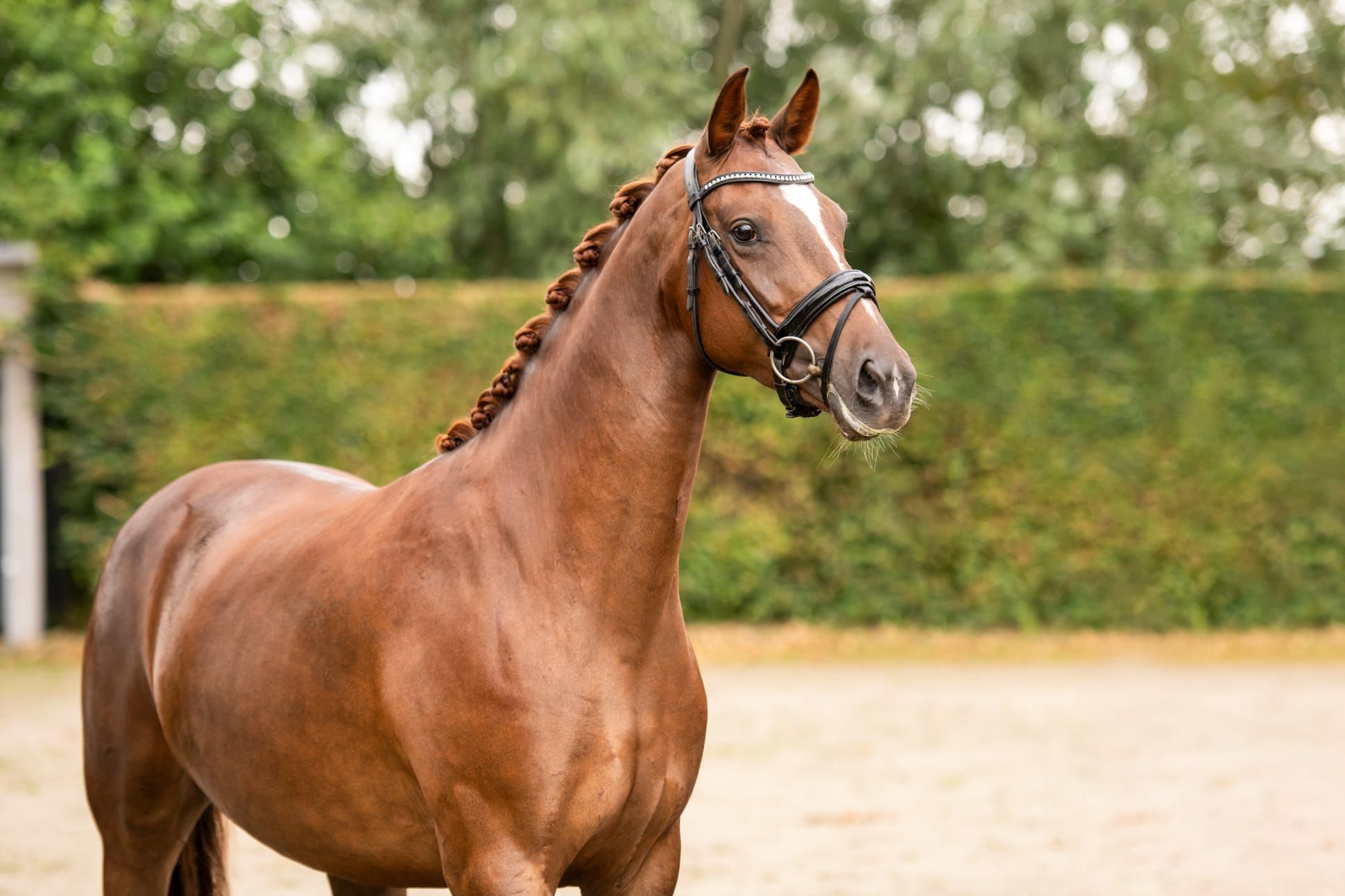 kwpn dressuurpaard merrie 5 Jahre alt vos zu verkaufen - Foto 4