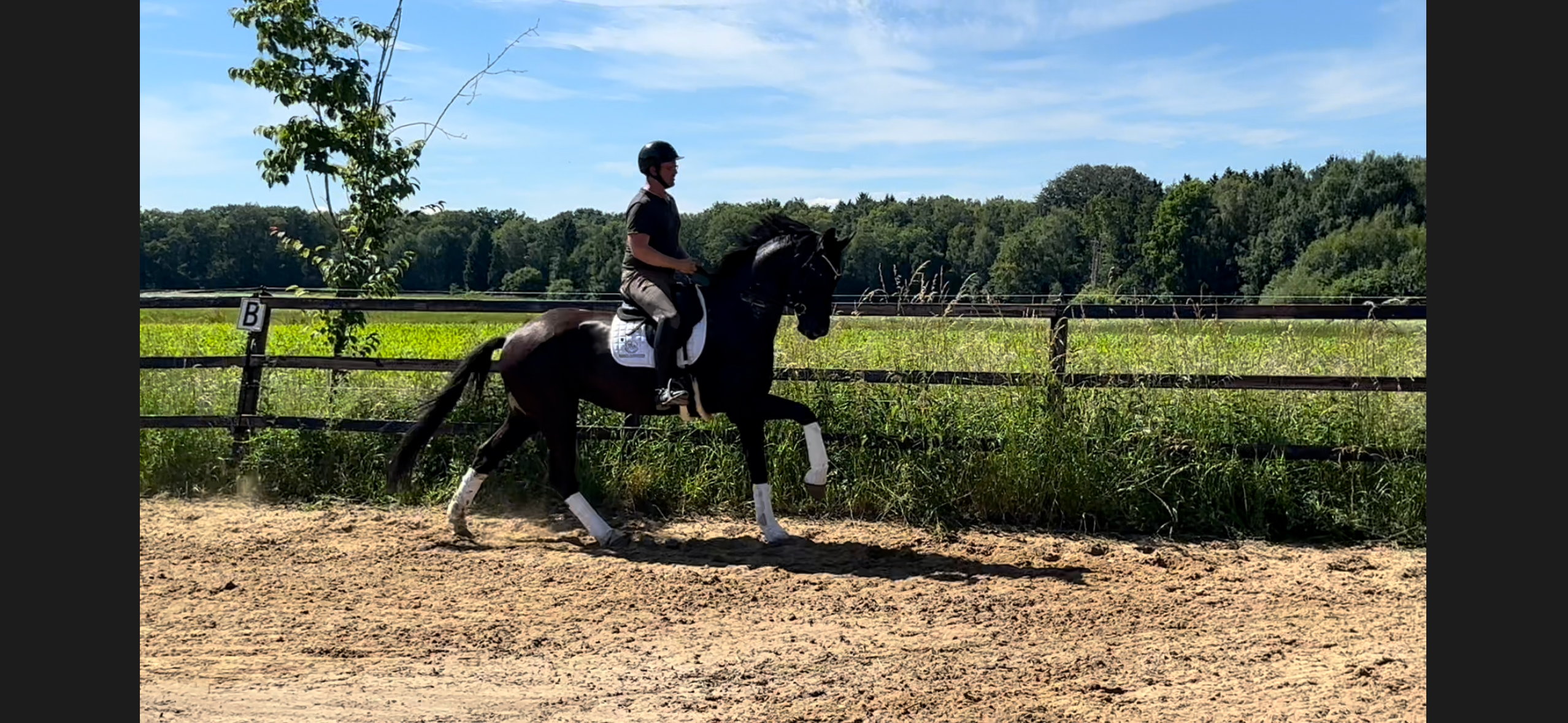 Zu verkaufen: Qualitativer 4-jähriger Wallach (Dimaggio Black x Zack)